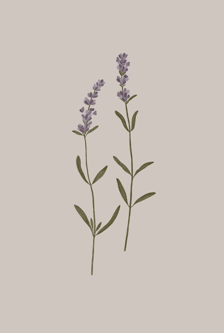 Minimalist Lavender Flowers Wallpapers