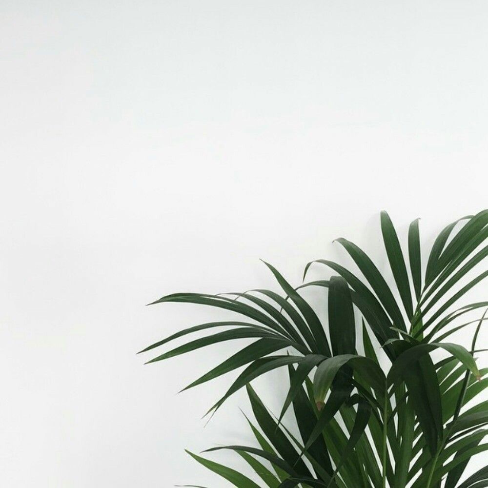 Minimalist Pastel Desktop Plant Wallpapers