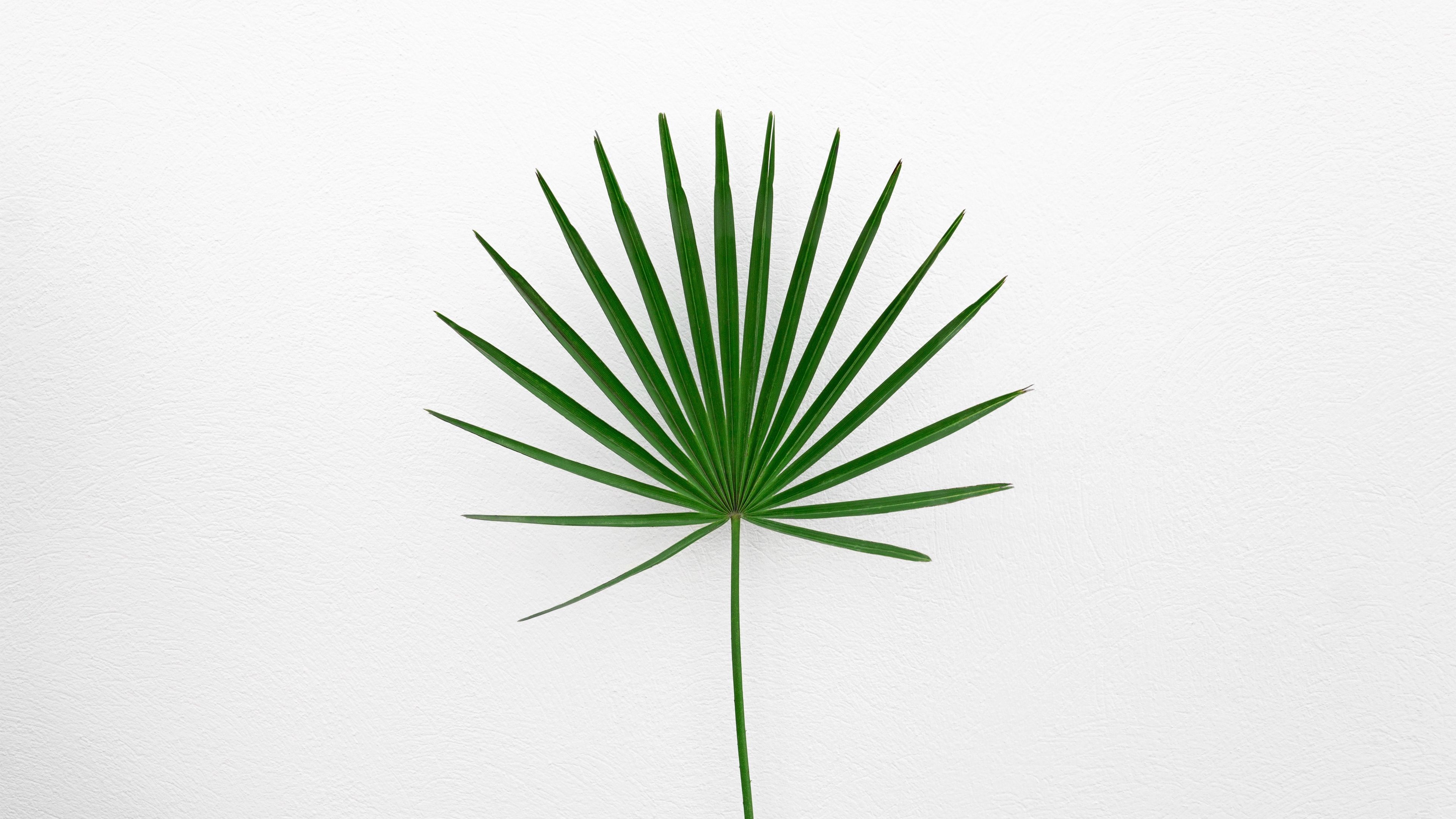 Minimalist Pastel Desktop Plant Wallpapers