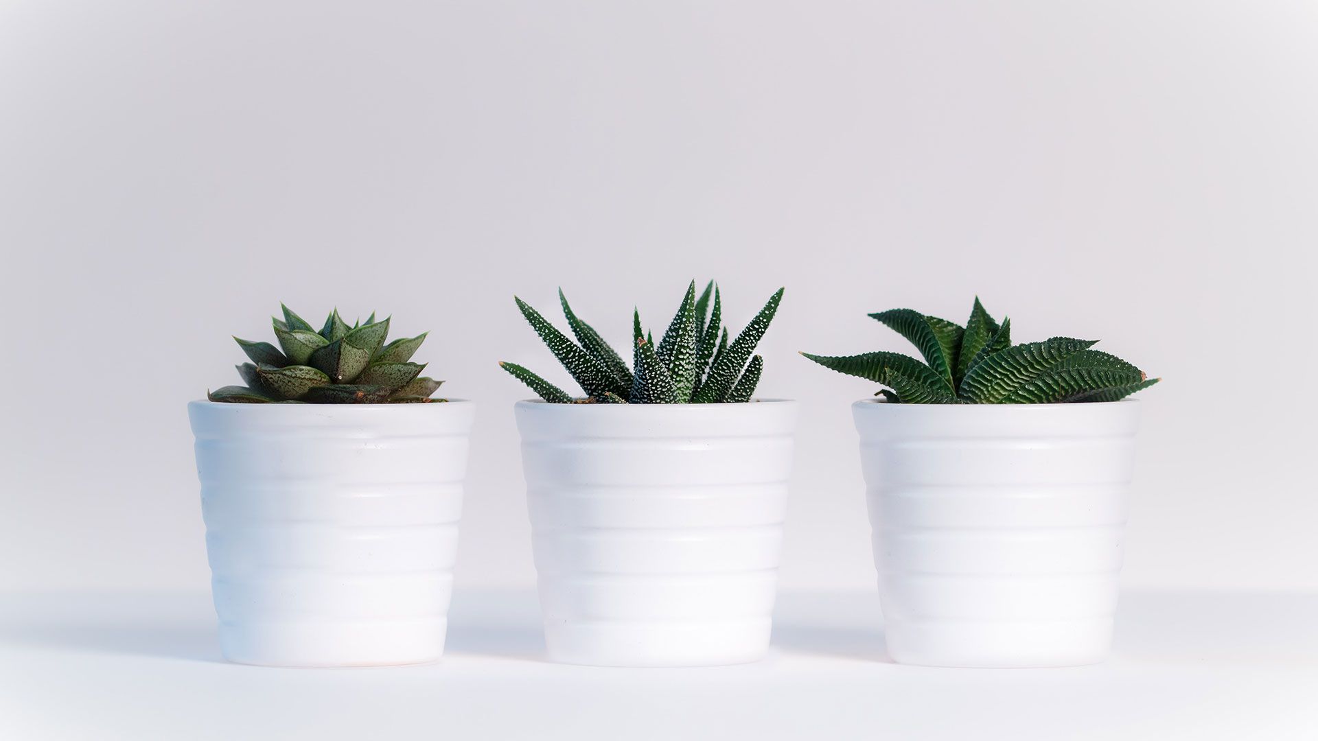 Minimalist Pastel Desktop Plant Wallpapers