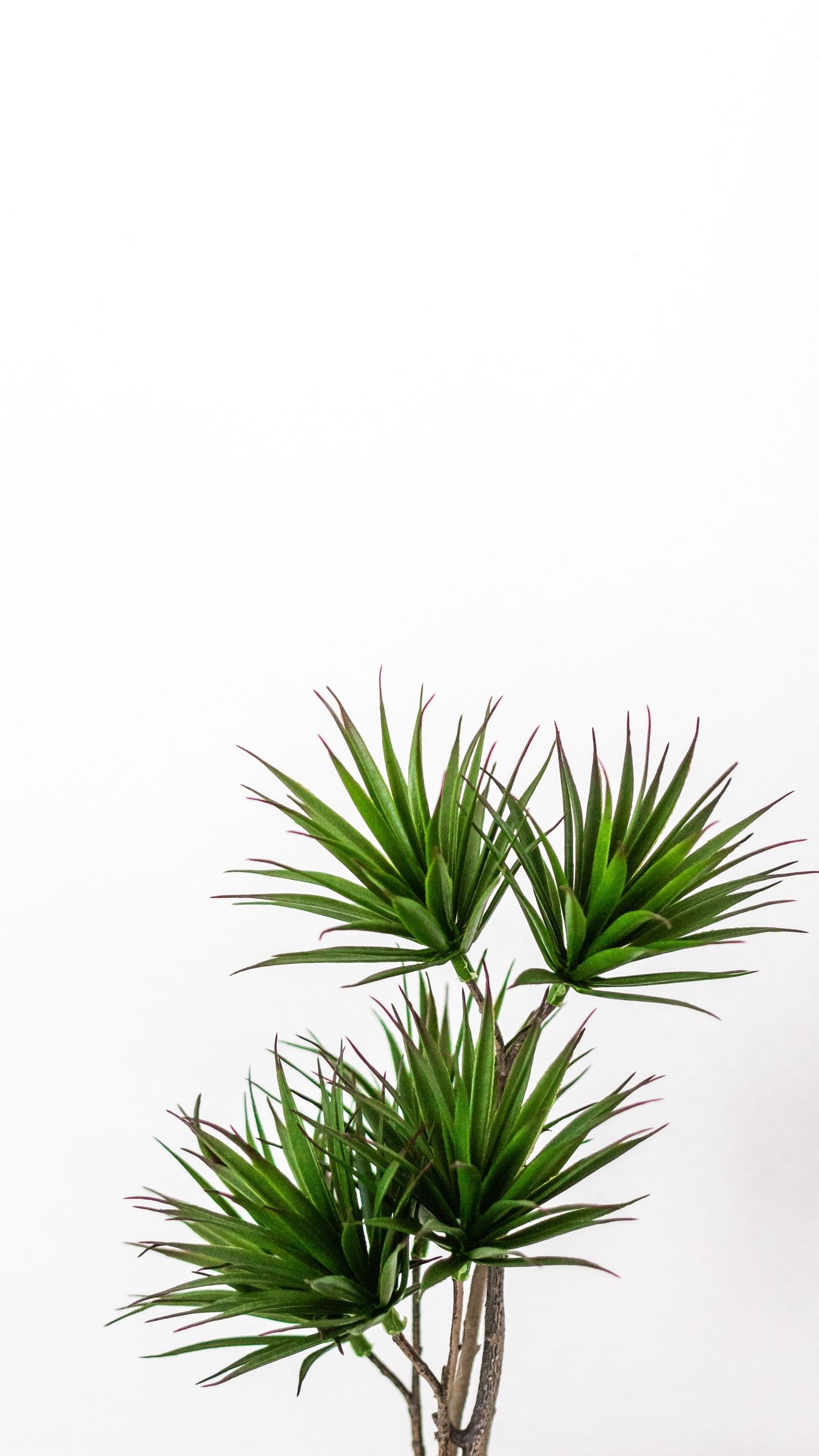 Minimalist Pastel Desktop Plant Wallpapers