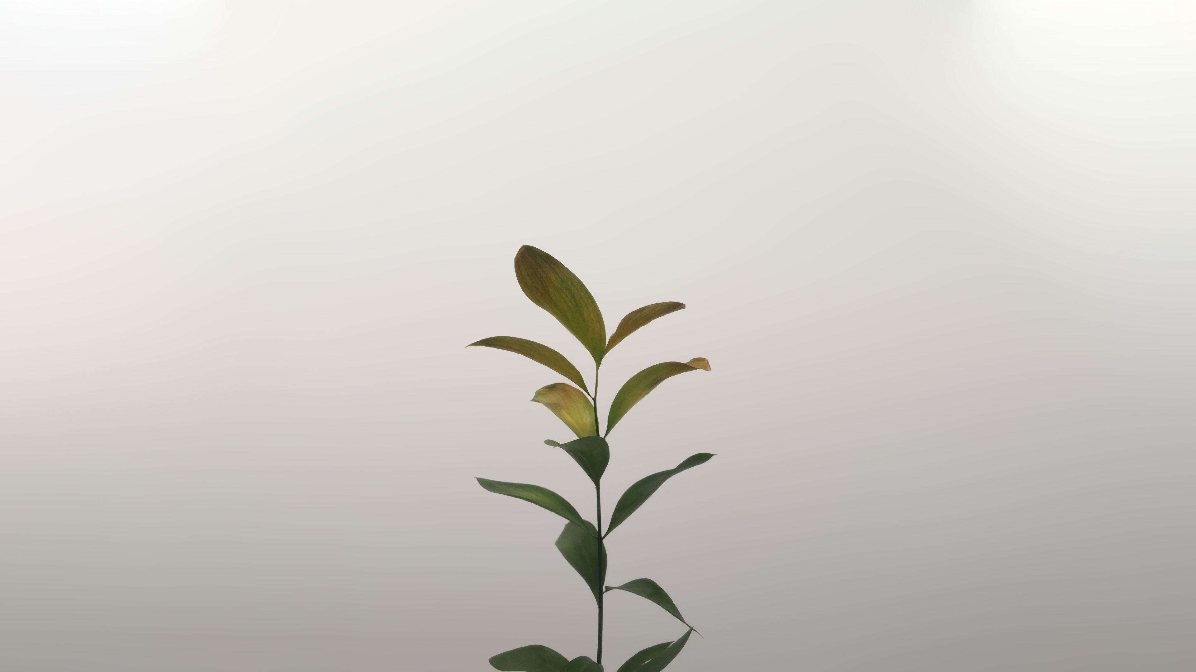 Minimalist Plant Desktop Wallpapers