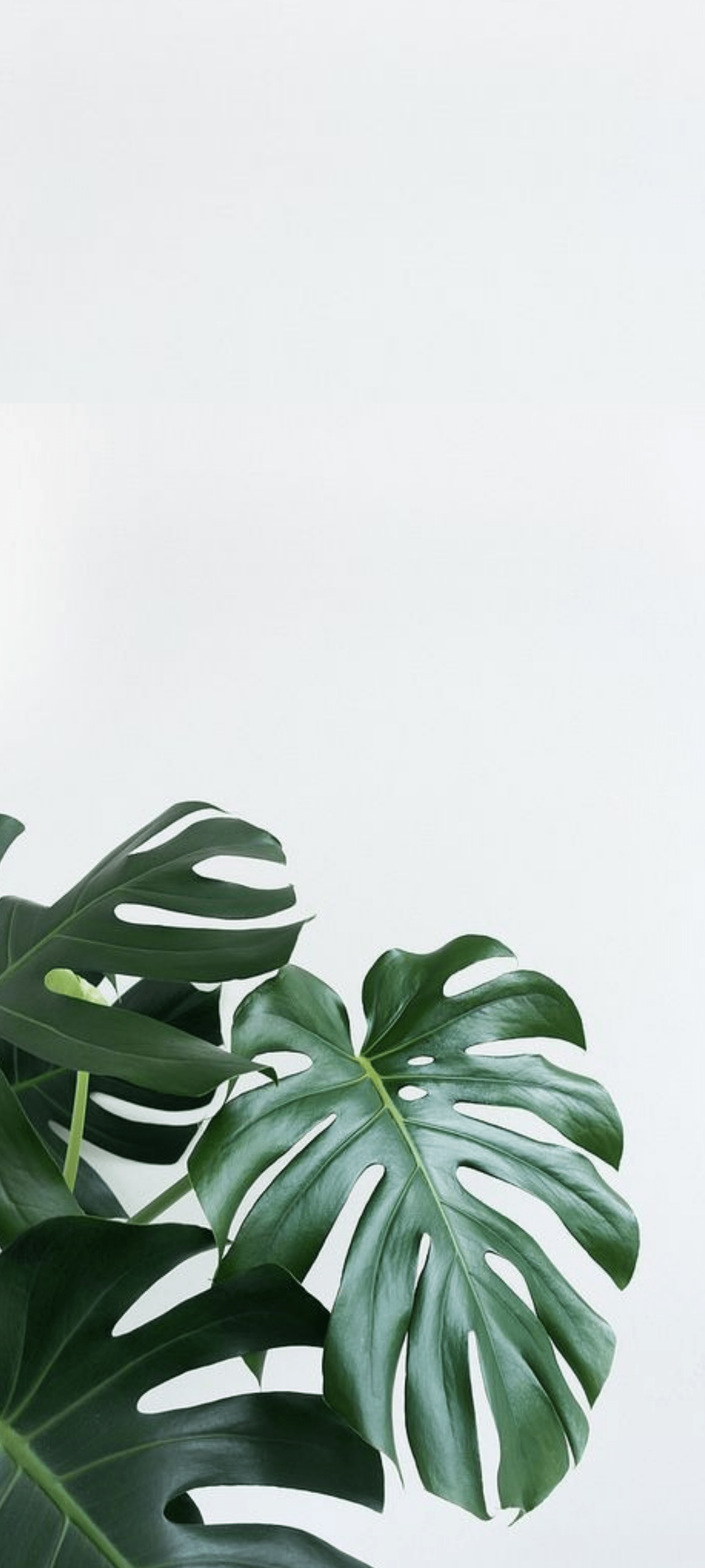 Minimalist Plant Desktop Wallpapers