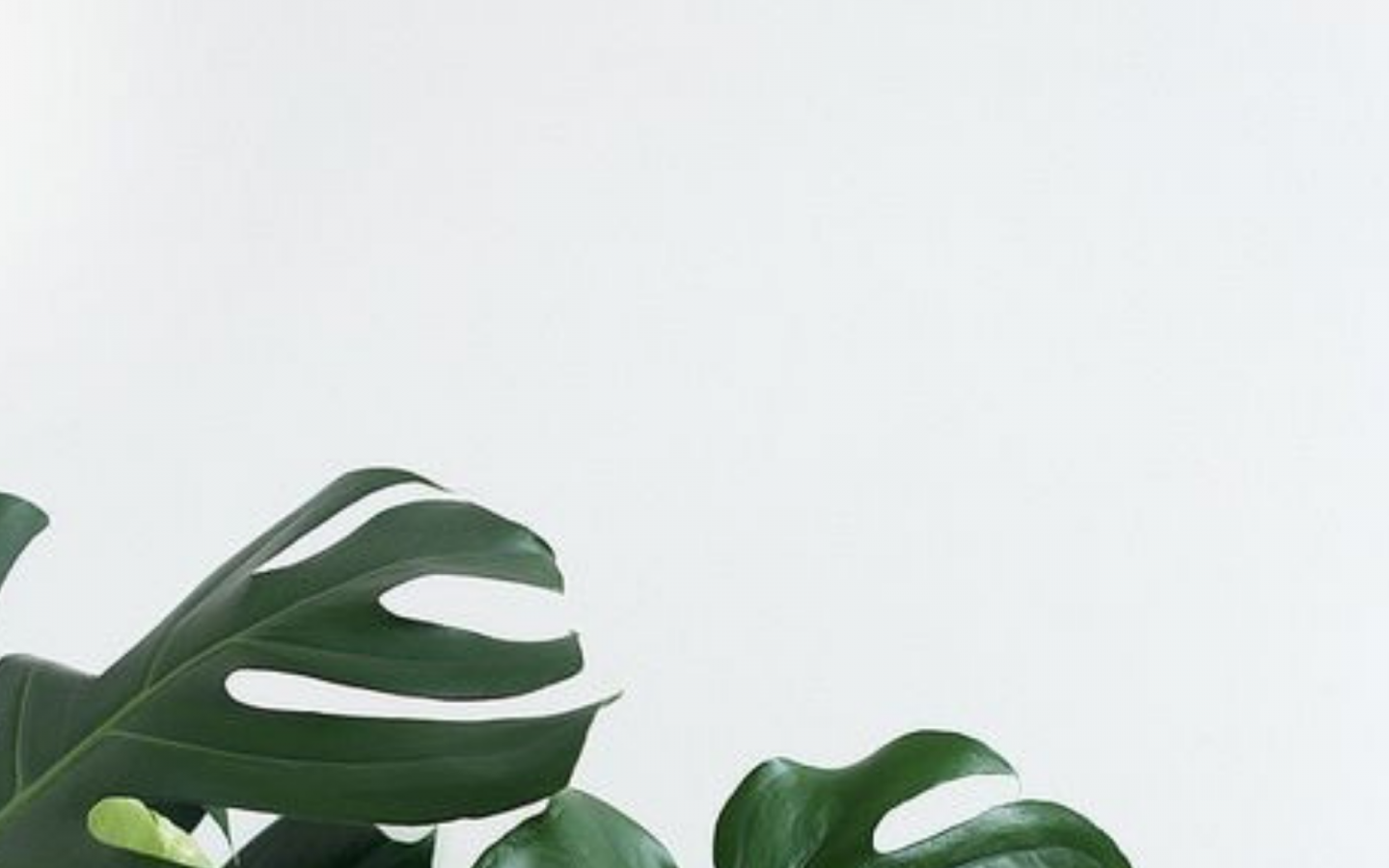 Minimalist Plant Desktop Wallpapers