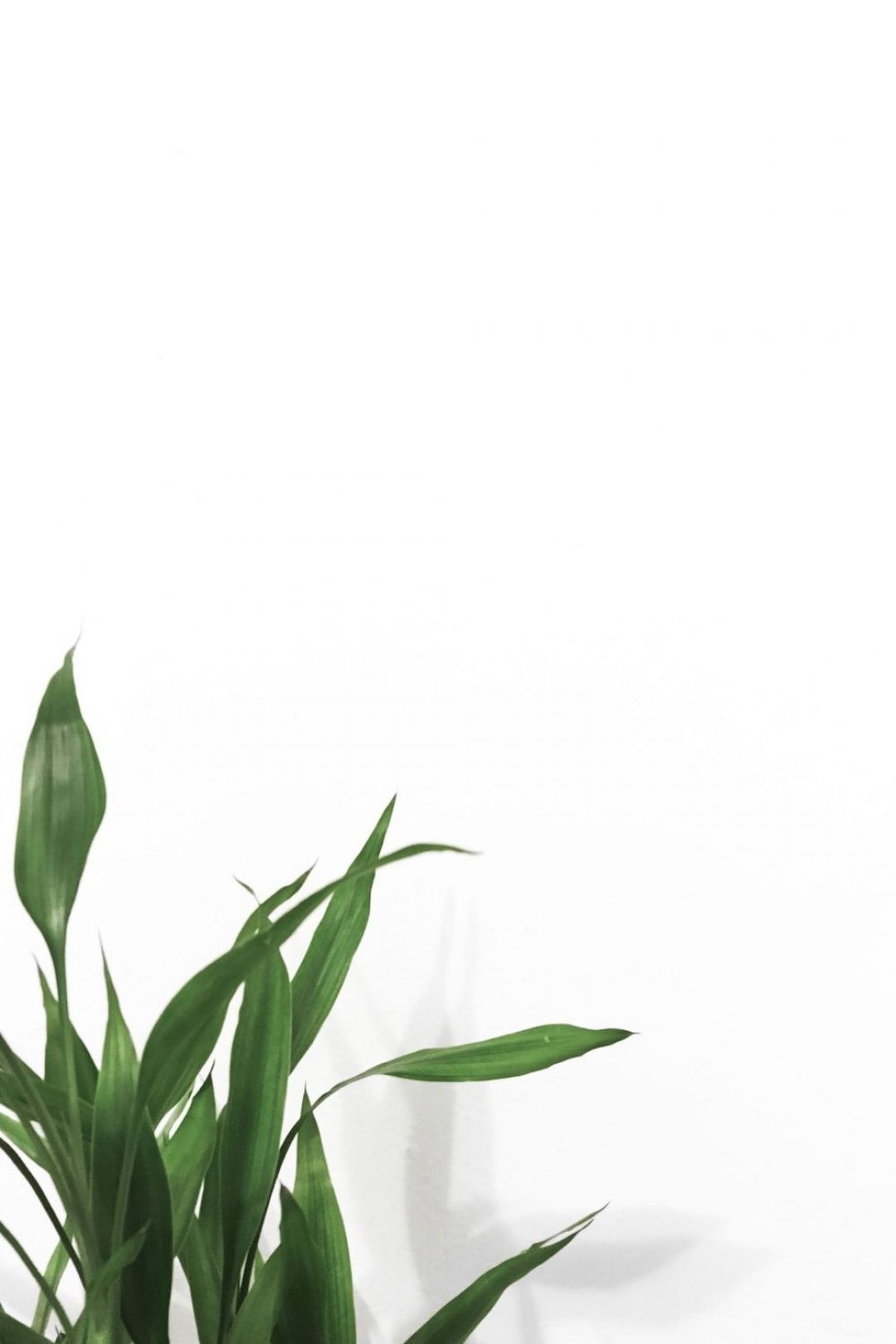 Minimalist Plant Desktop Wallpapers