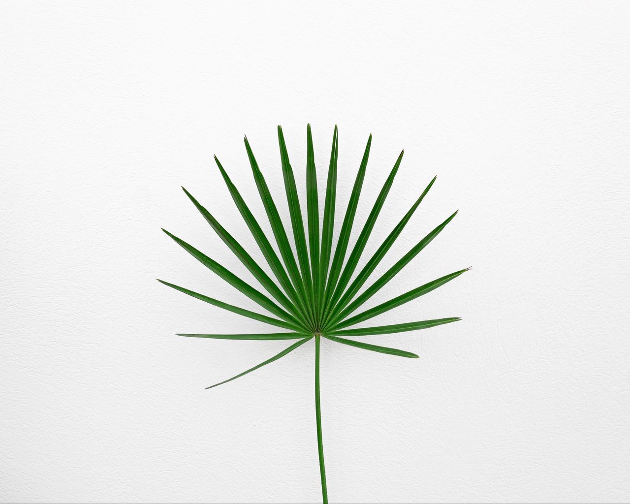 Minimalist Plant Desktop Wallpapers