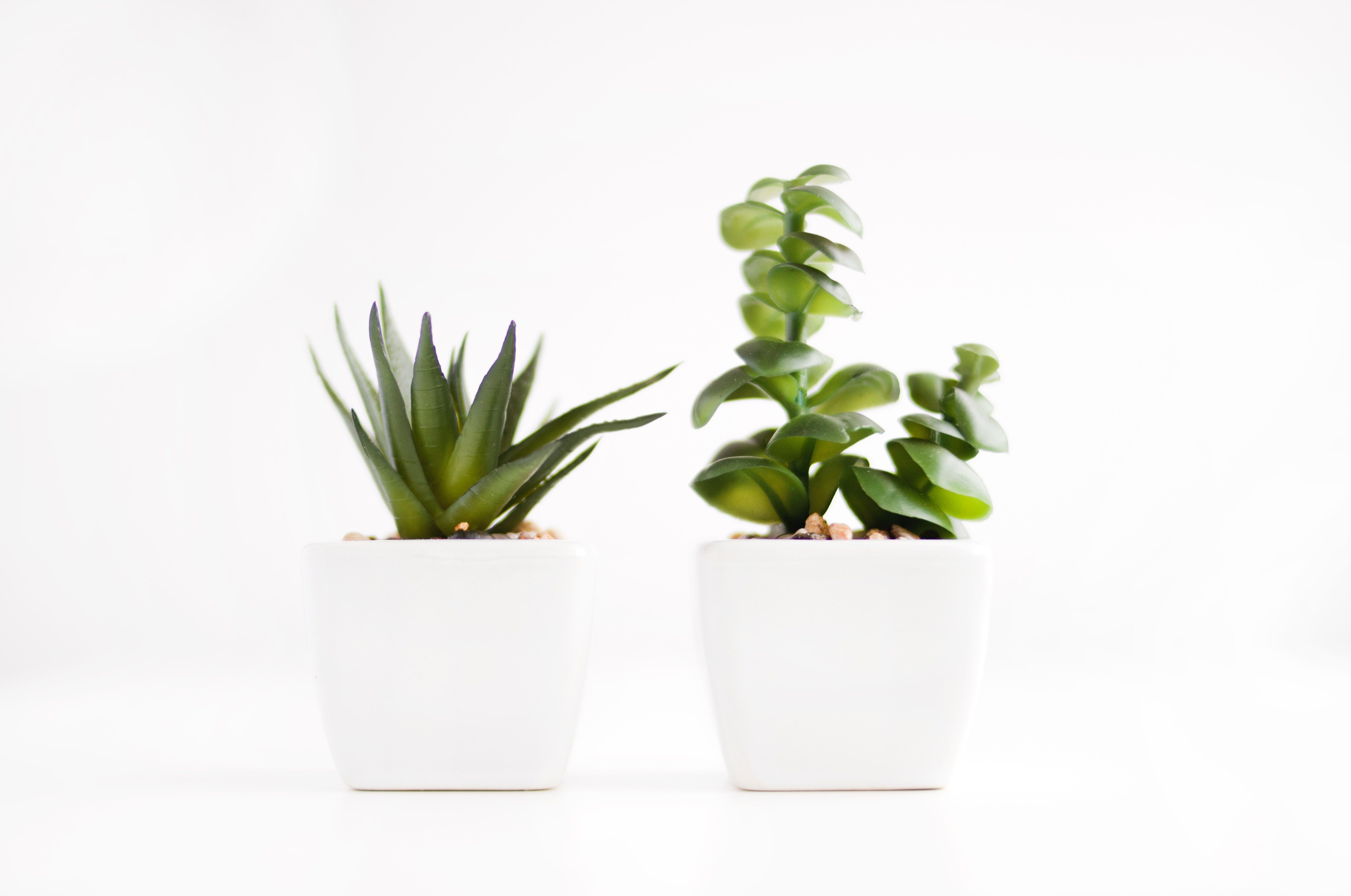 Minimalist Plant Desktop Wallpapers