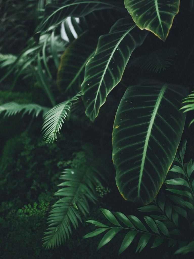 Minimalist Plant Desktop Wallpapers