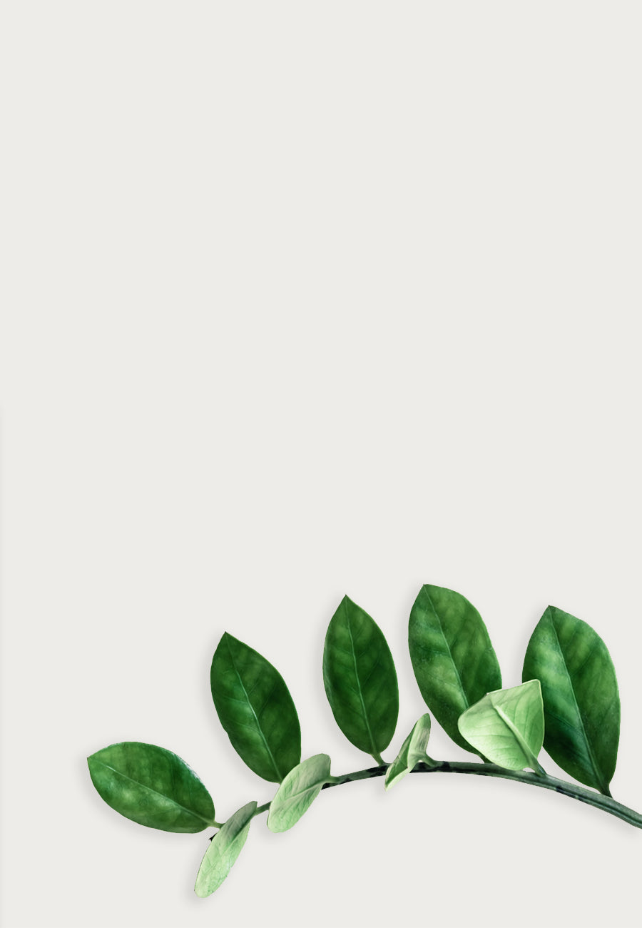 Minimalist Tumblr Plants Desktop Wallpapers