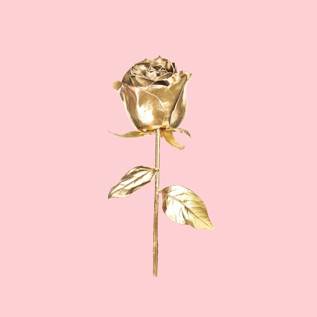 Pink Rose Minimalist Wallpapers