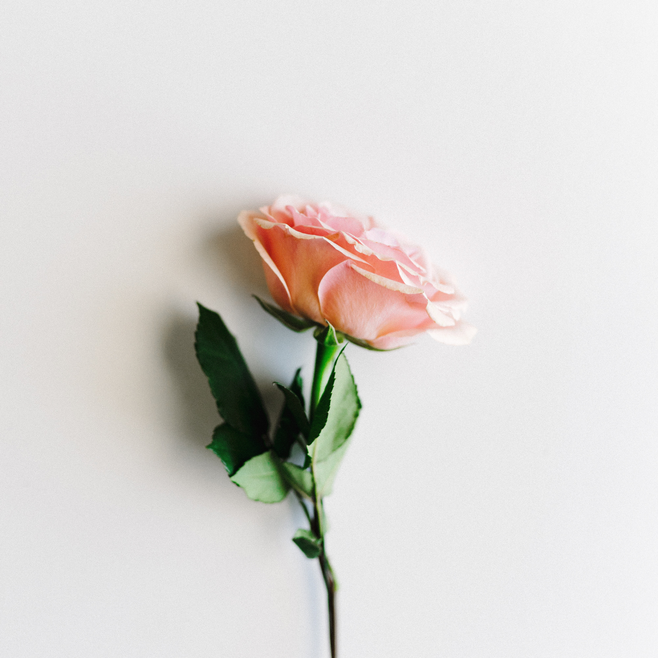 Pink Rose Minimalist Wallpapers