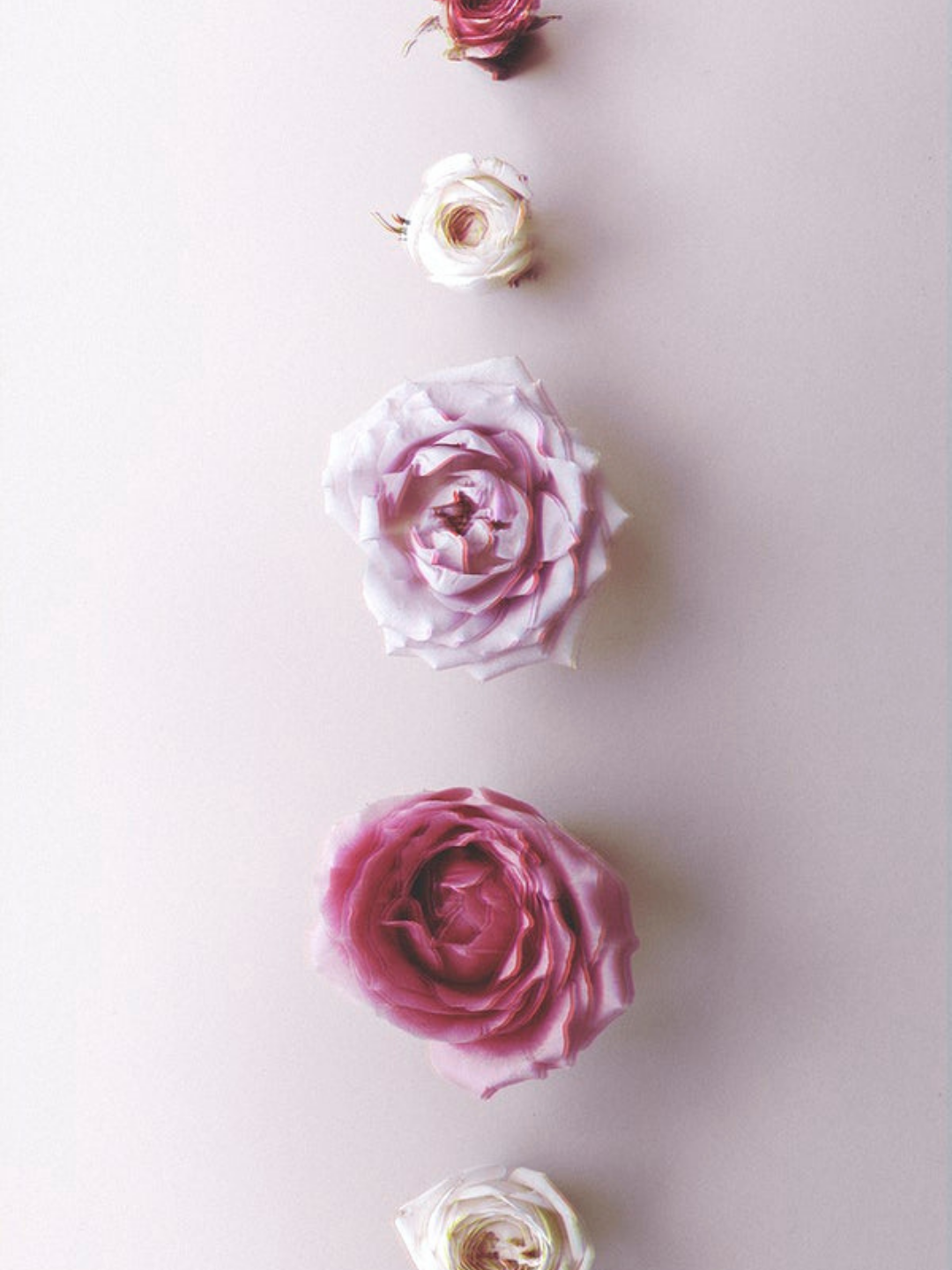 Pink Rose Minimalist Wallpapers