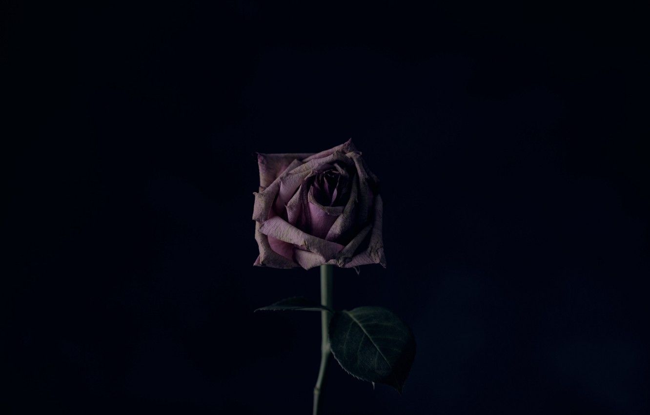 Pink Rose Minimalist Wallpapers