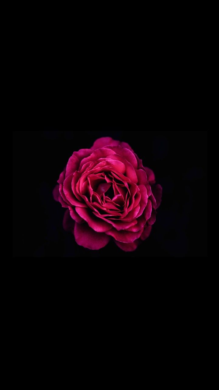 Pink Rose Minimalist Wallpapers