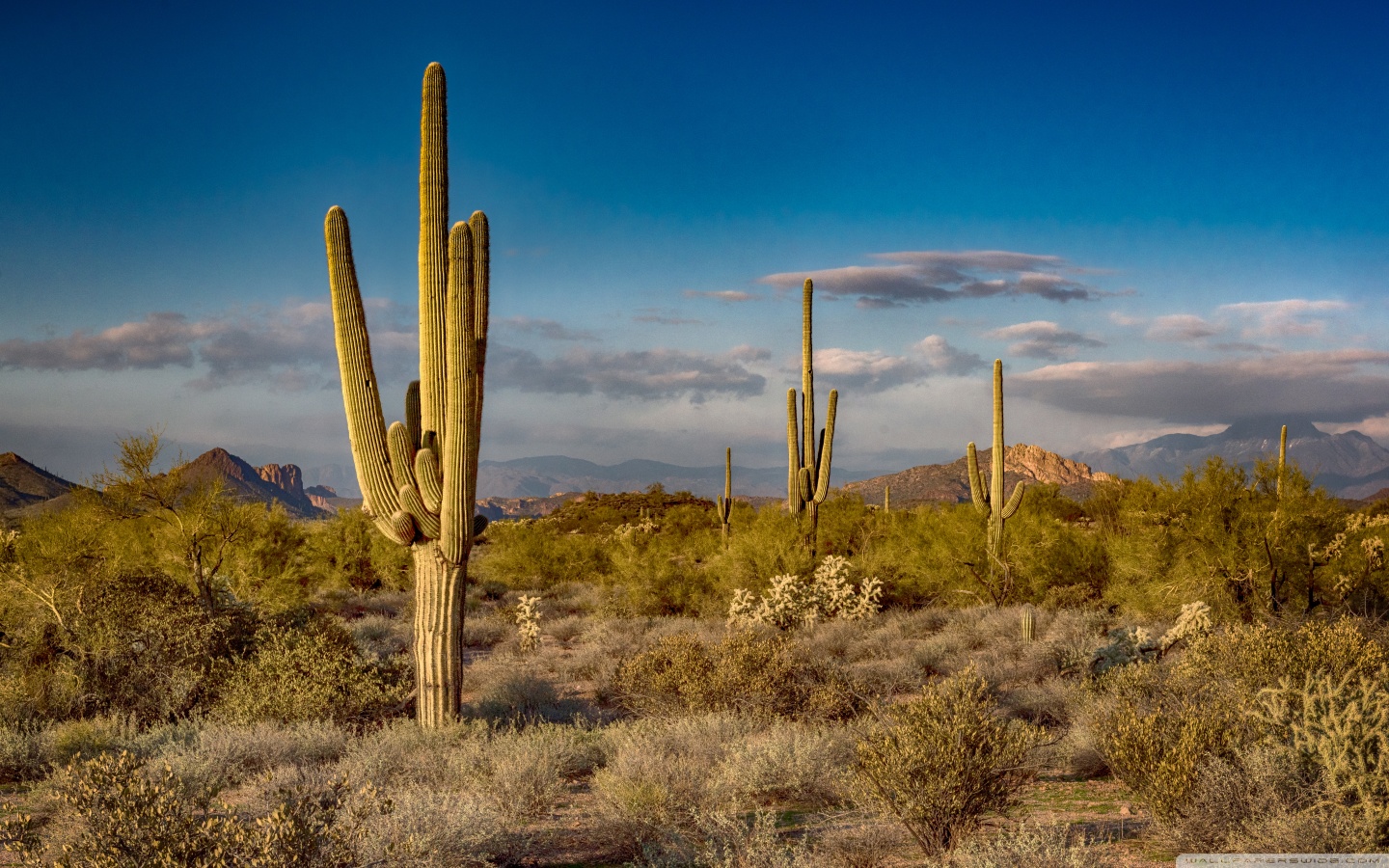 Saguaro Geometric Line Art Wallpapers