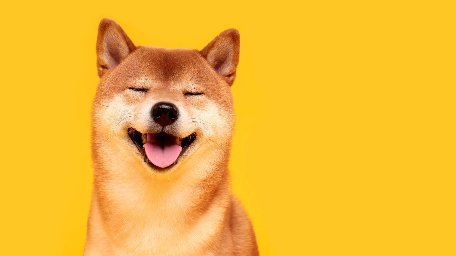 Shiba Inu Coin Hd Cryptocurrency Wallpapers