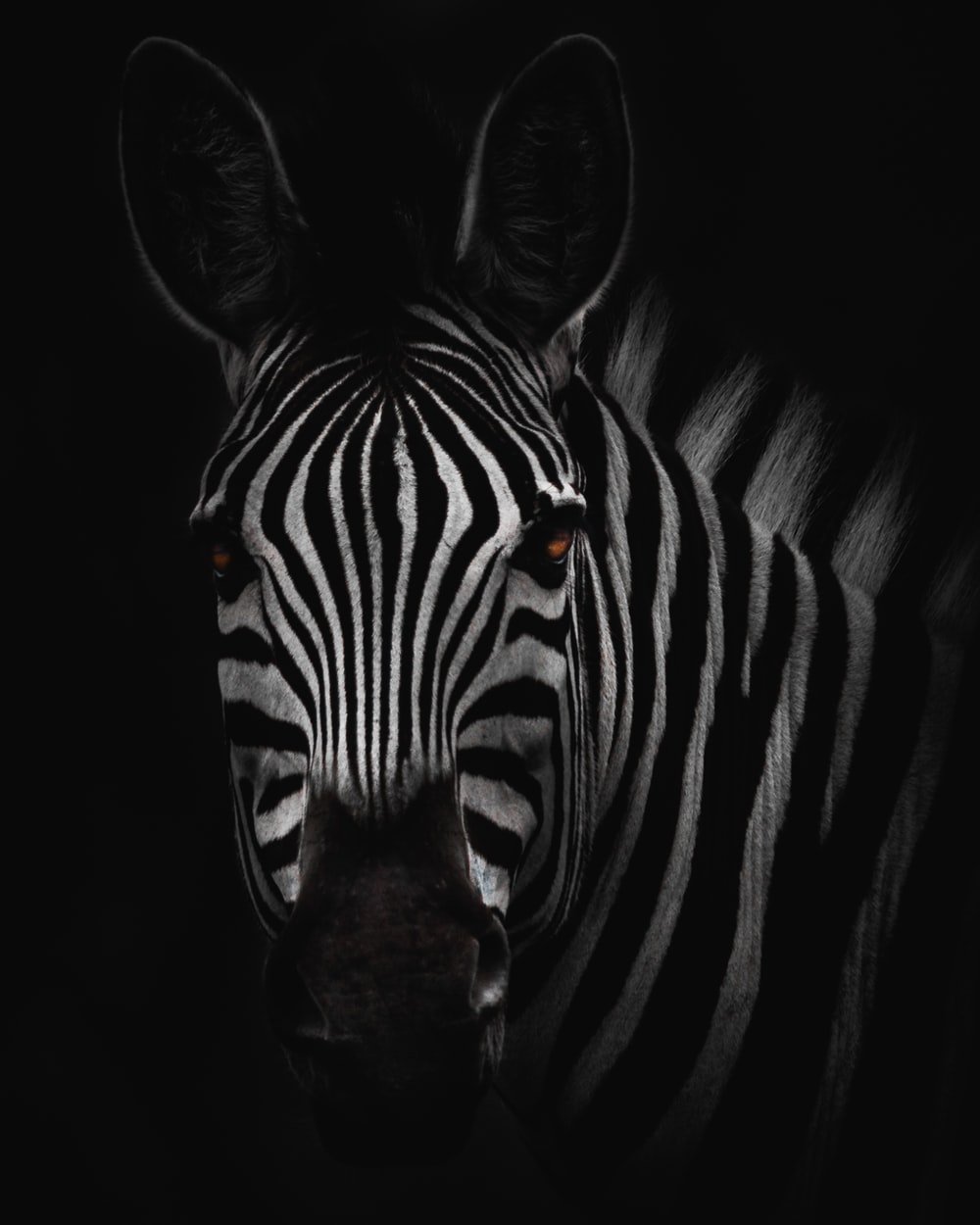 Zebra Minimalism Wallpapers