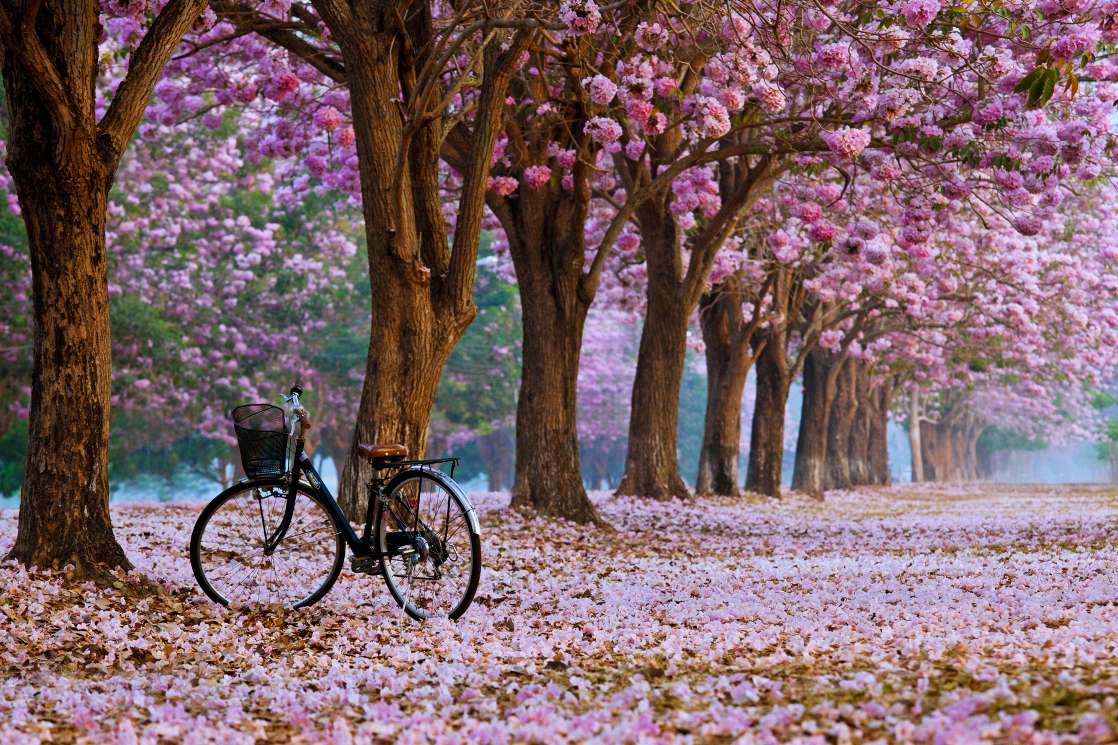 Bicycle Wallpapers