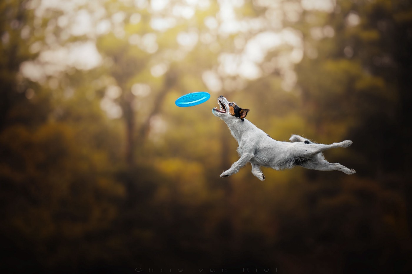 Frisbee Wallpapers