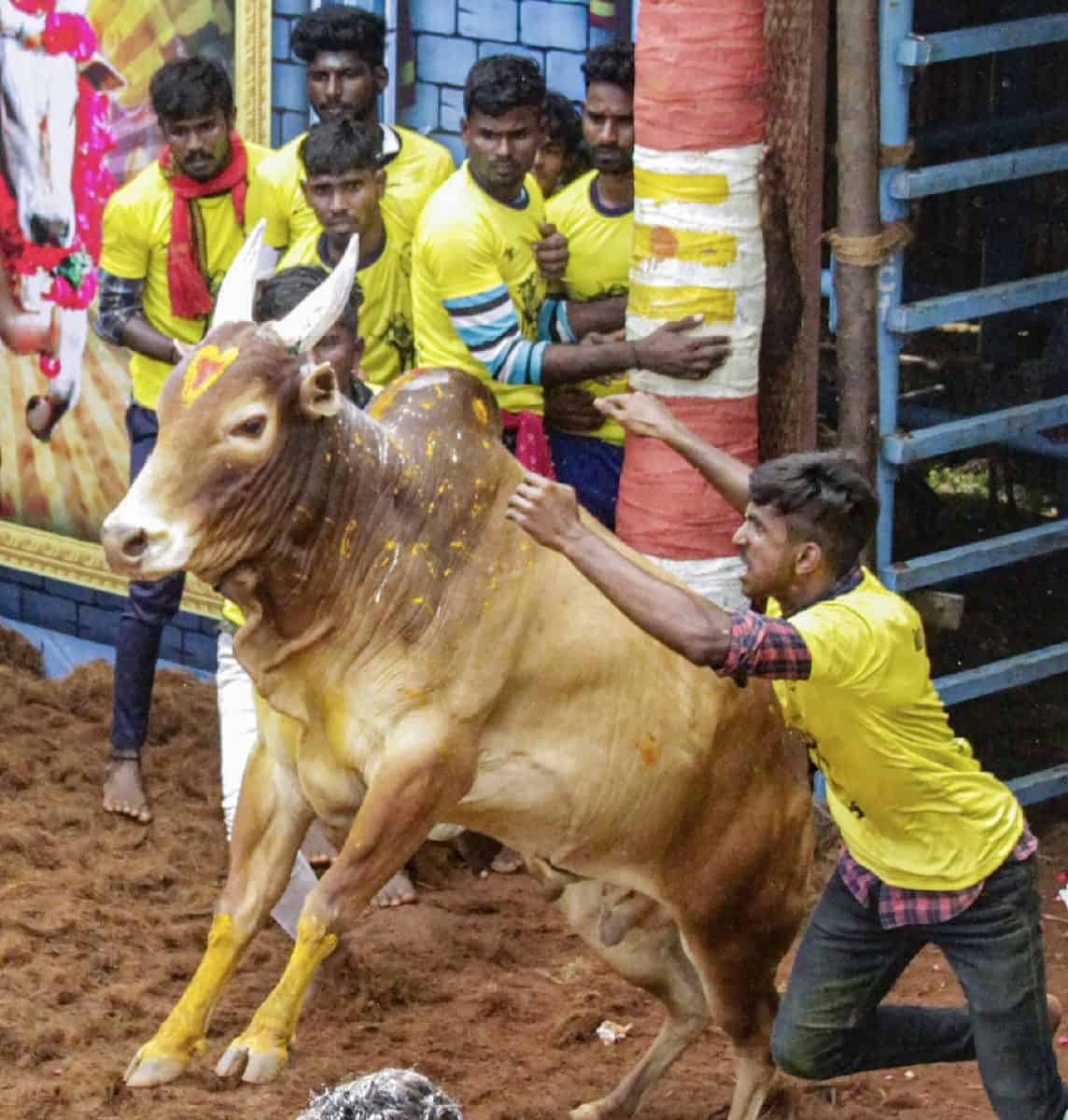 Jallikattu Wallpapers