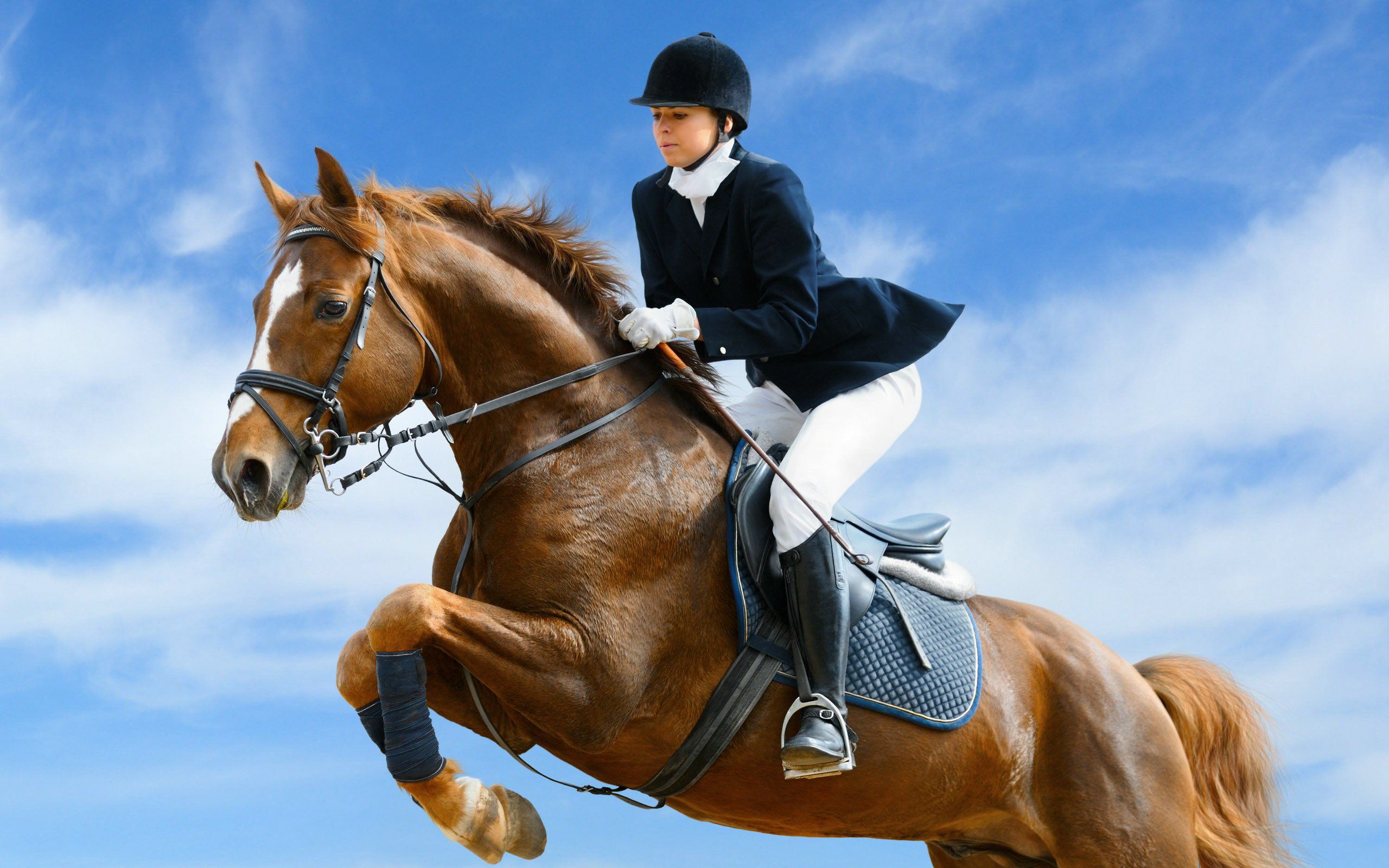 Show Jumping Wallpapers