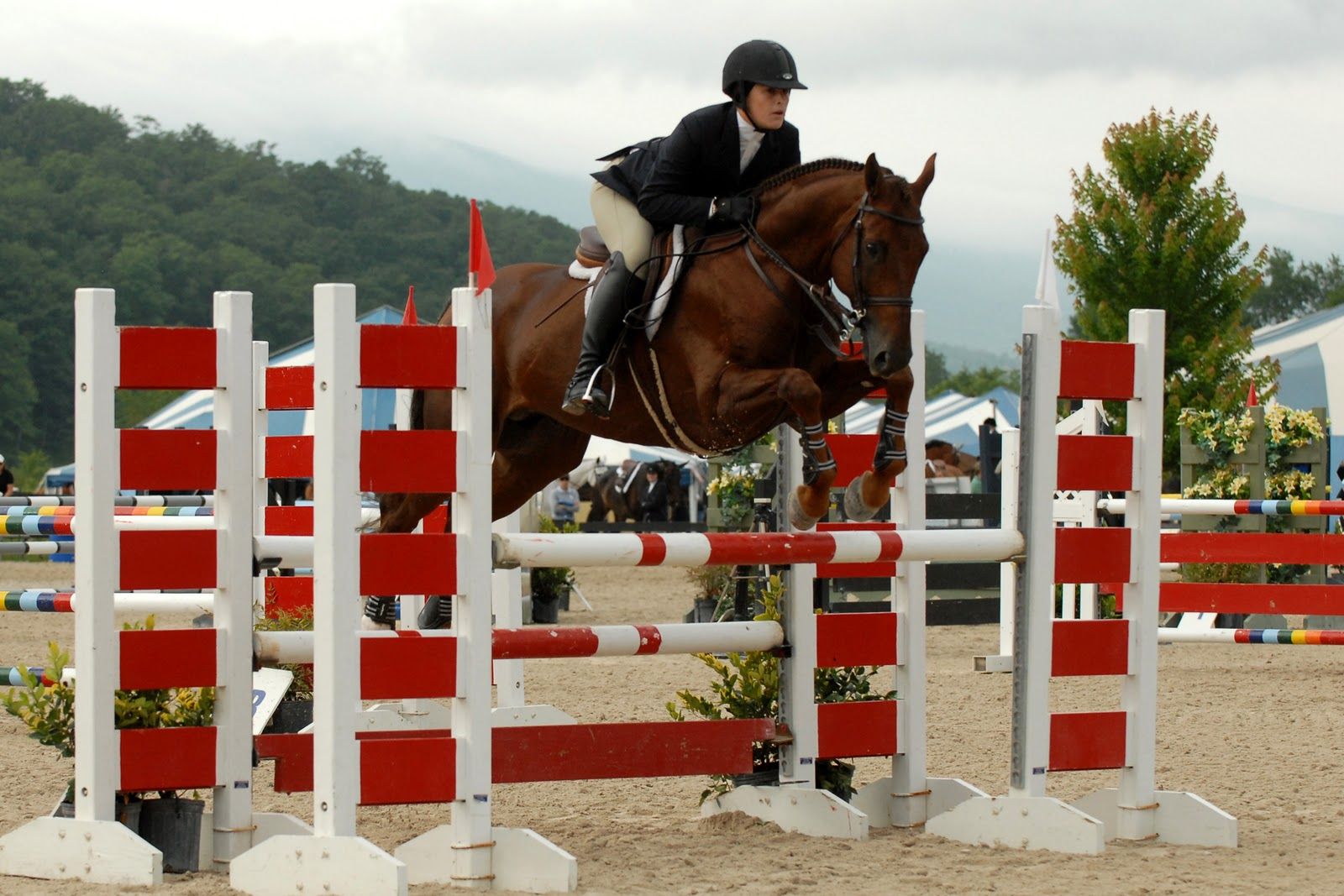 Show Jumping Wallpapers