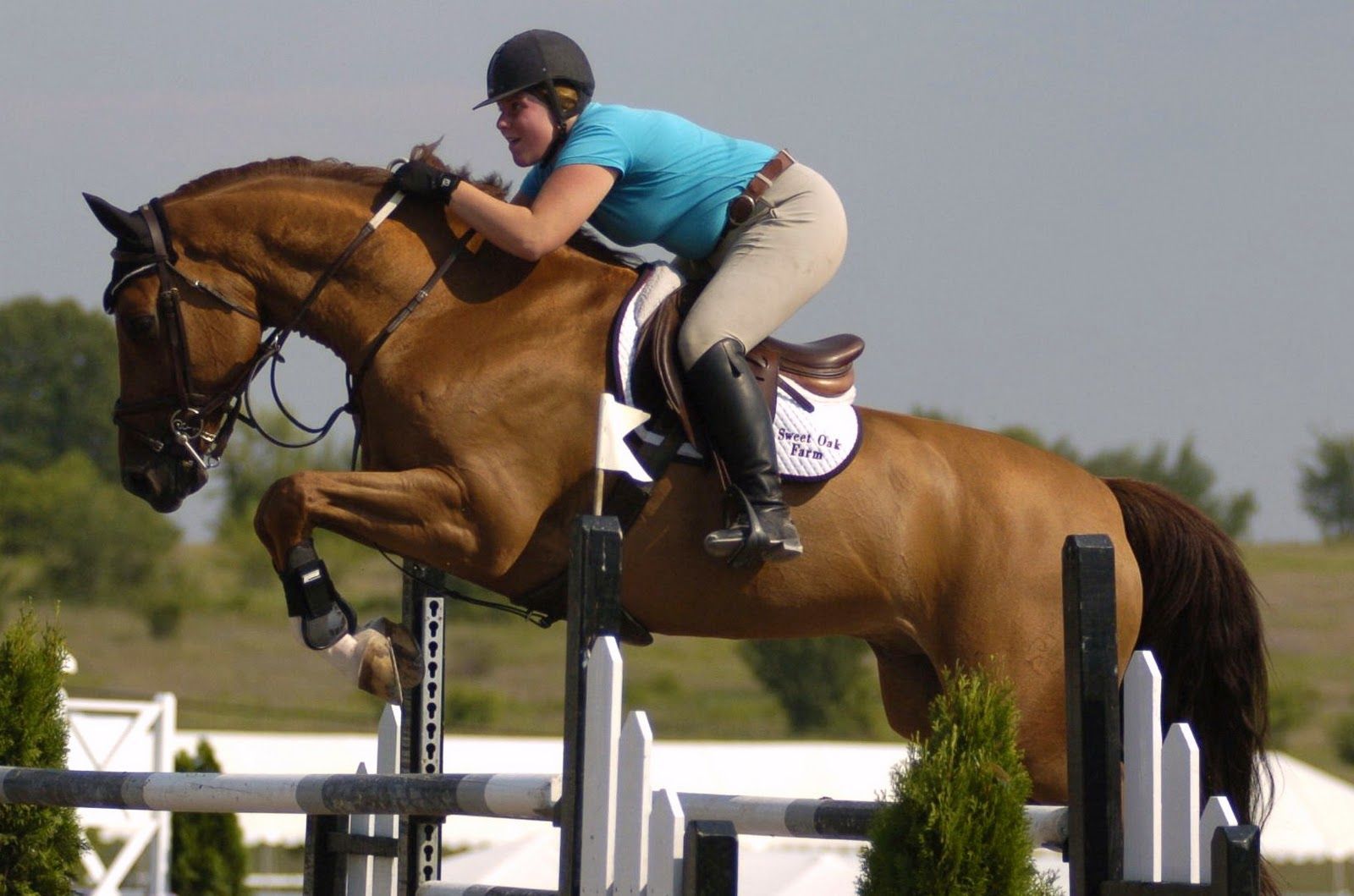 Show Jumping Wallpapers