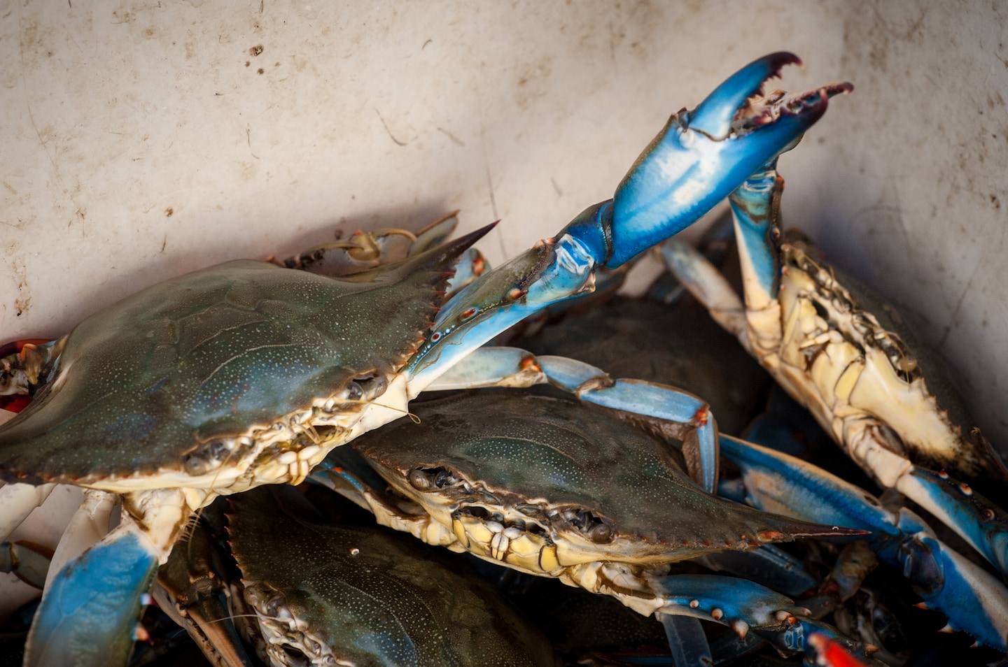 Southern Maryland Blue Crabs Wallpapers