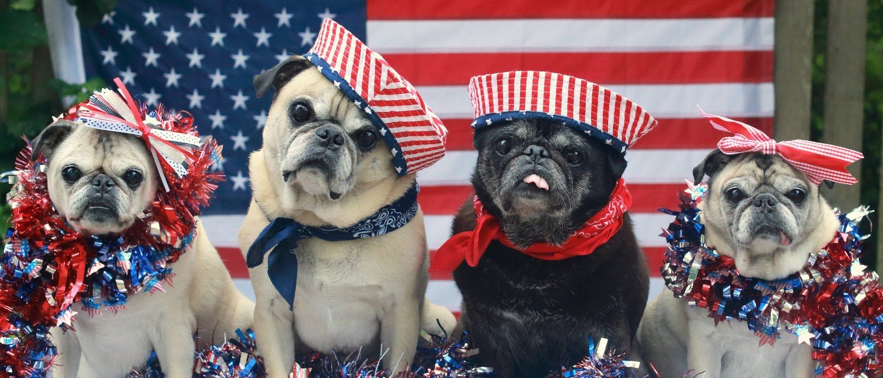 American Dog Wallpapers