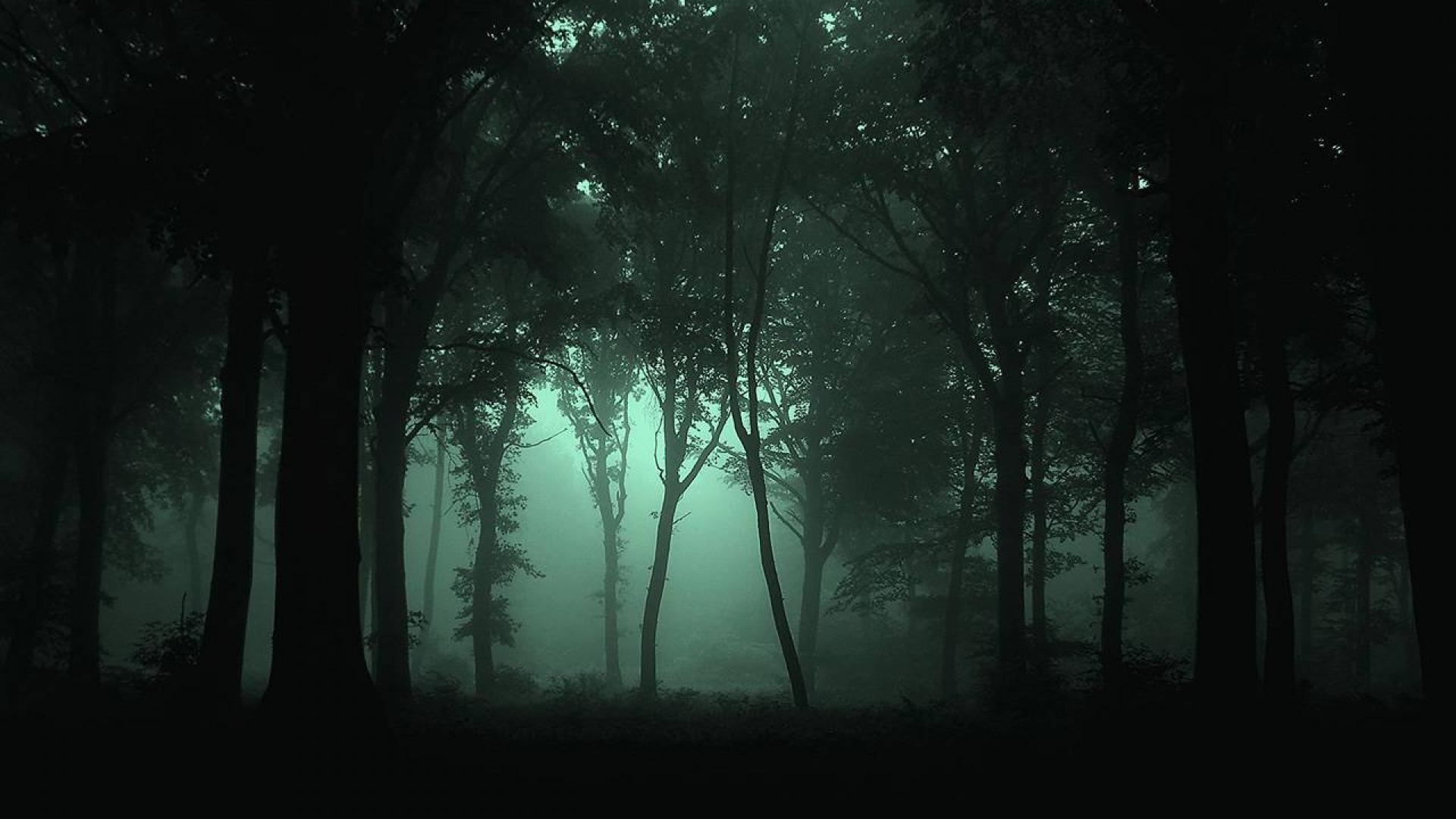 Deep Forest Wallpapers