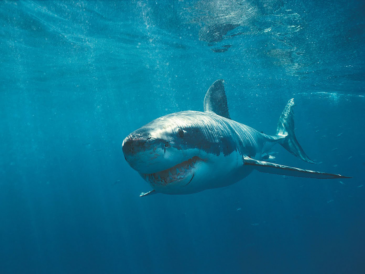 Great White Wallpapers