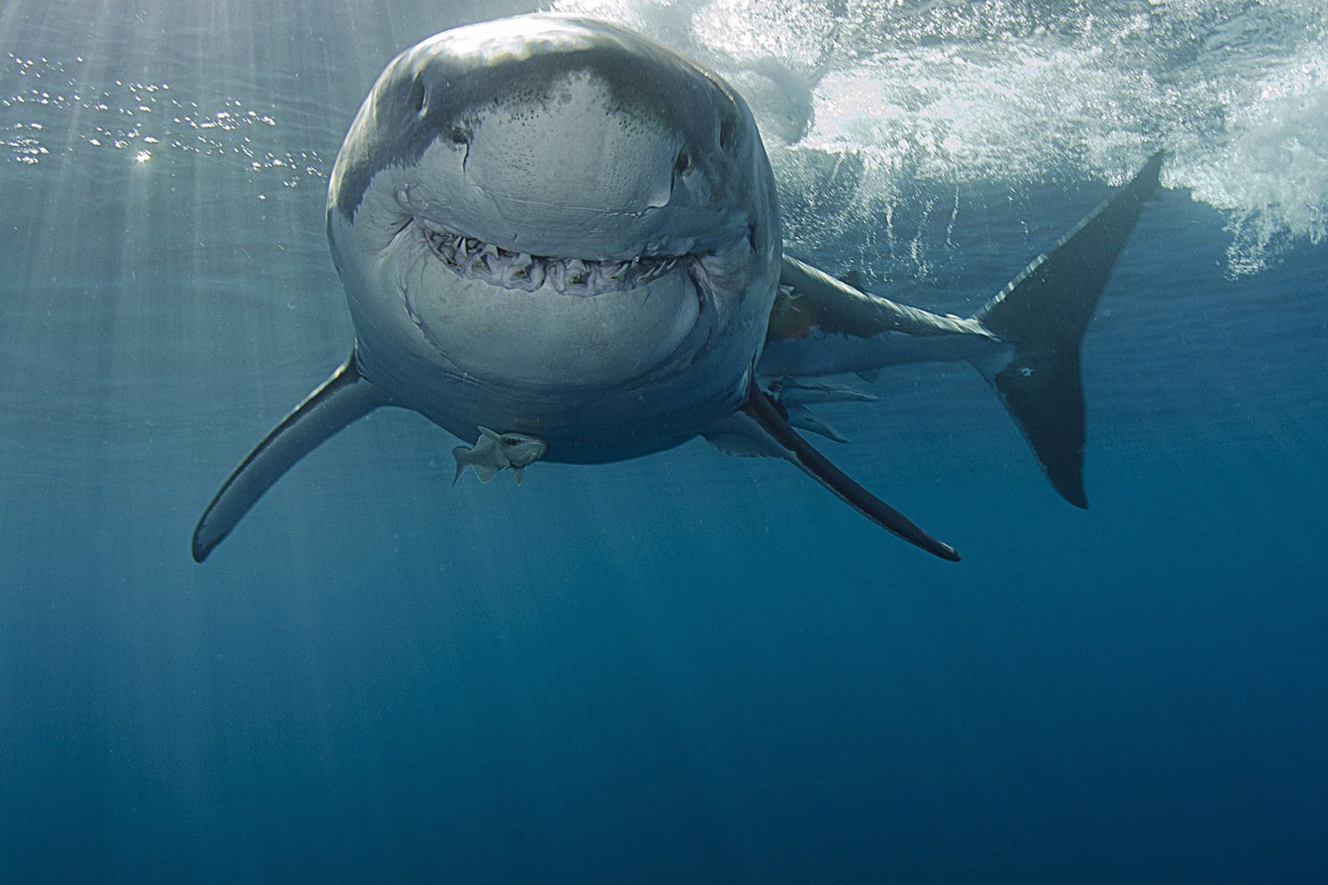 Great White Wallpapers