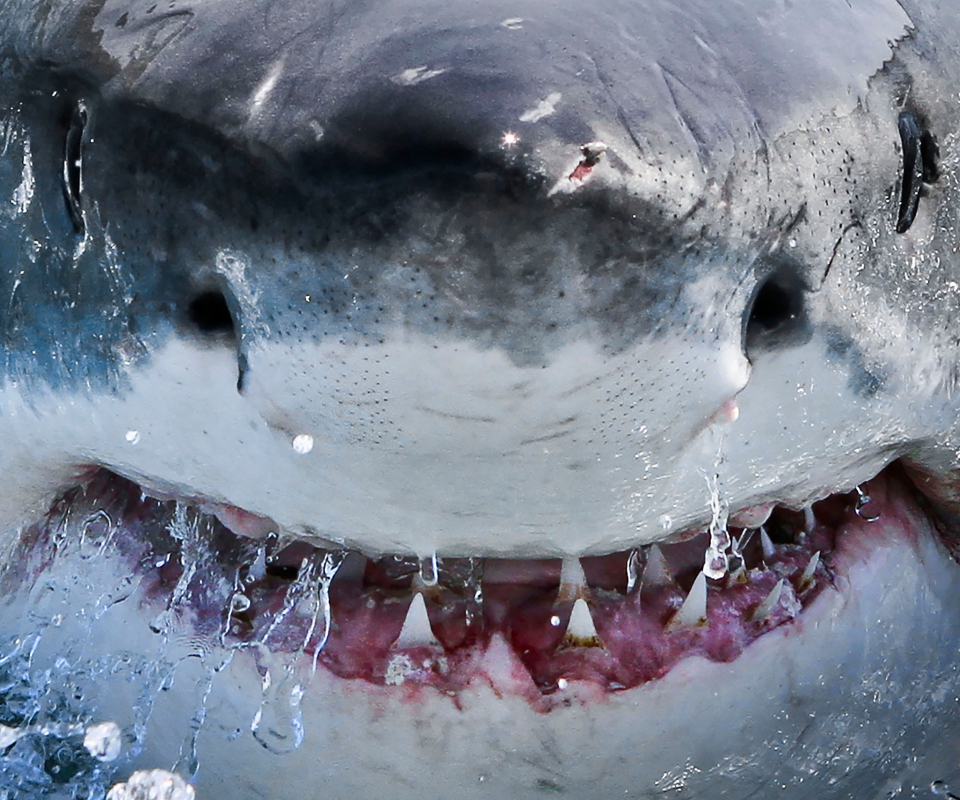 Great White Wallpapers