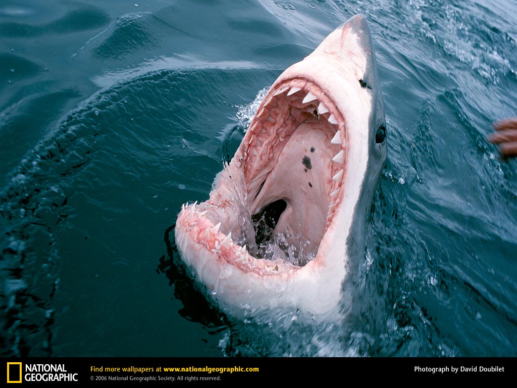 Great White Wallpapers