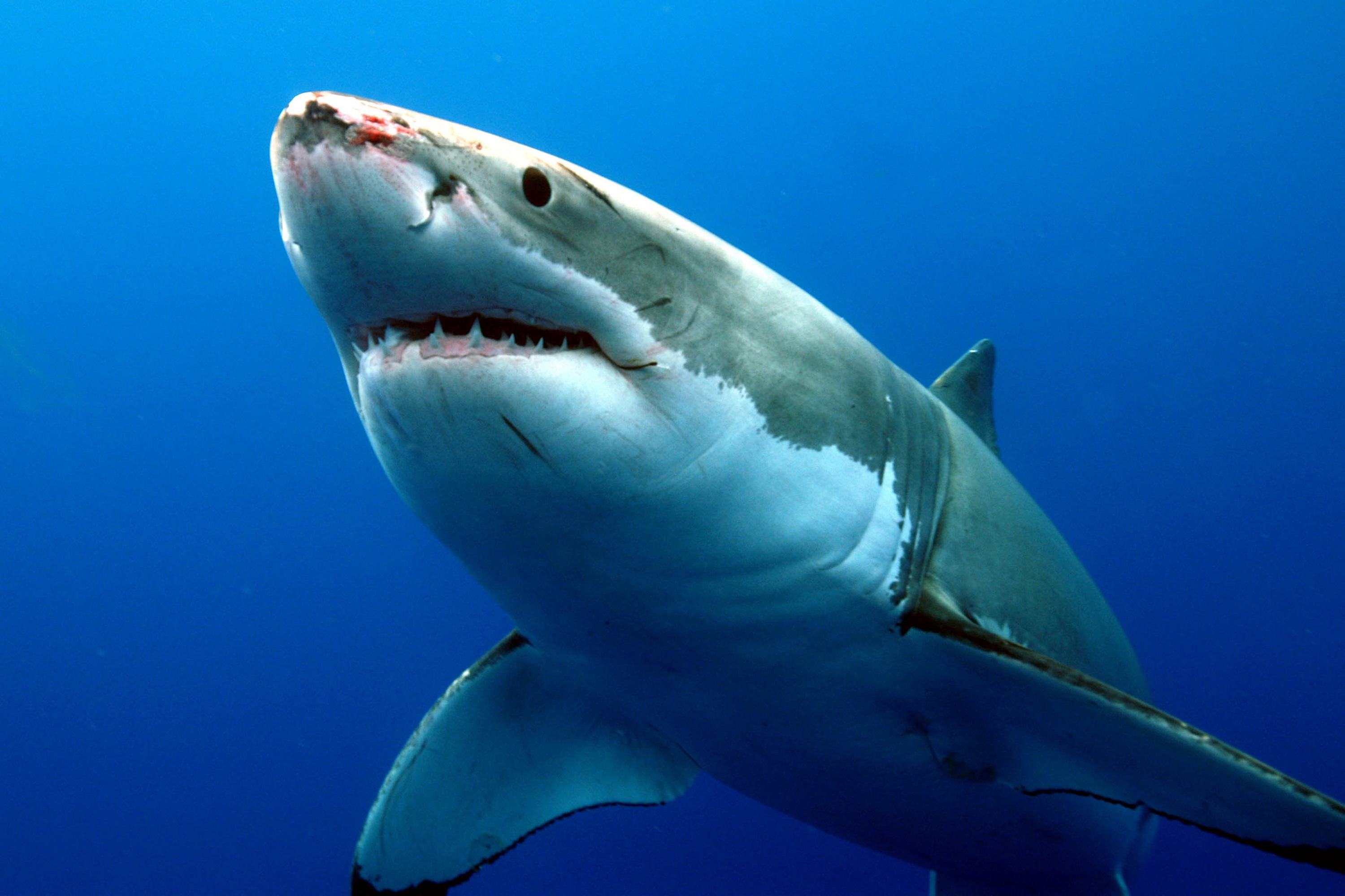 Great White Wallpapers