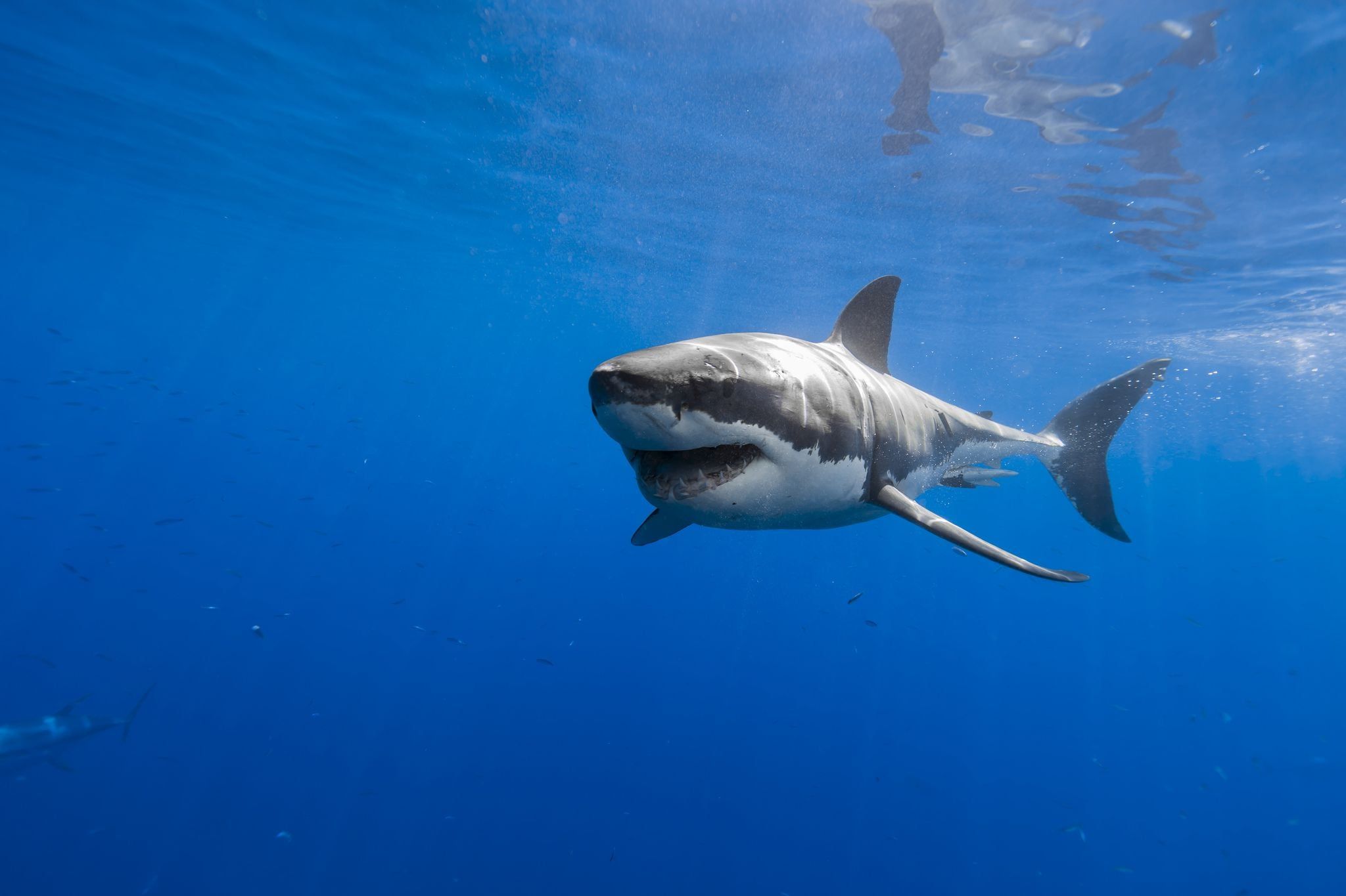 Great White Wallpapers