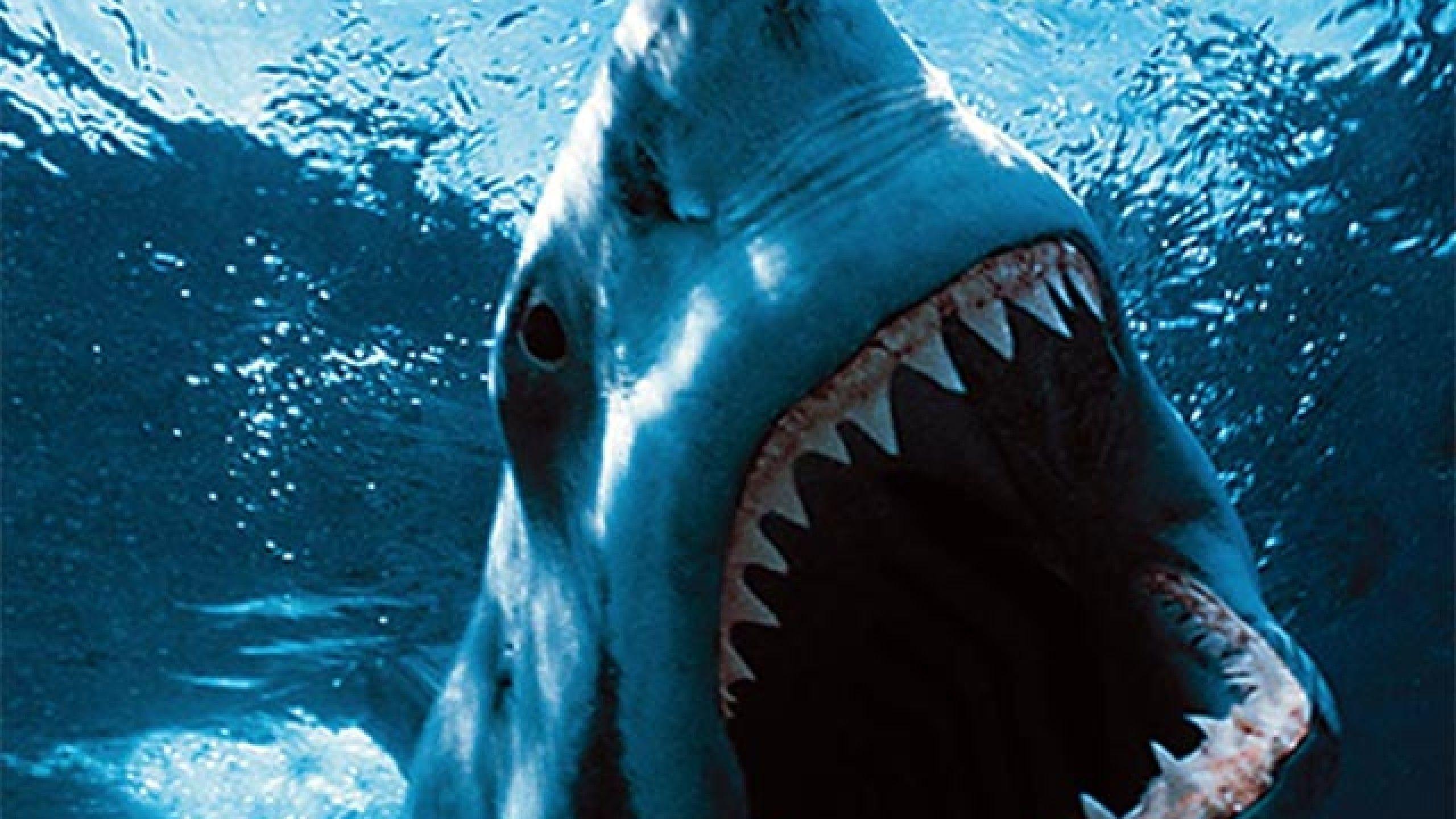 Great White Wallpapers