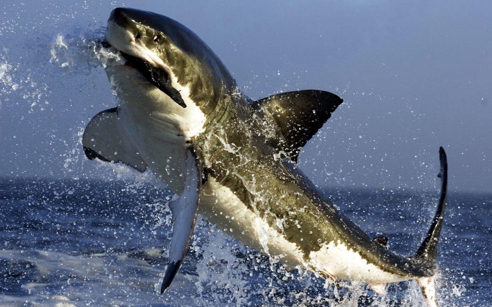 Great White Wallpapers