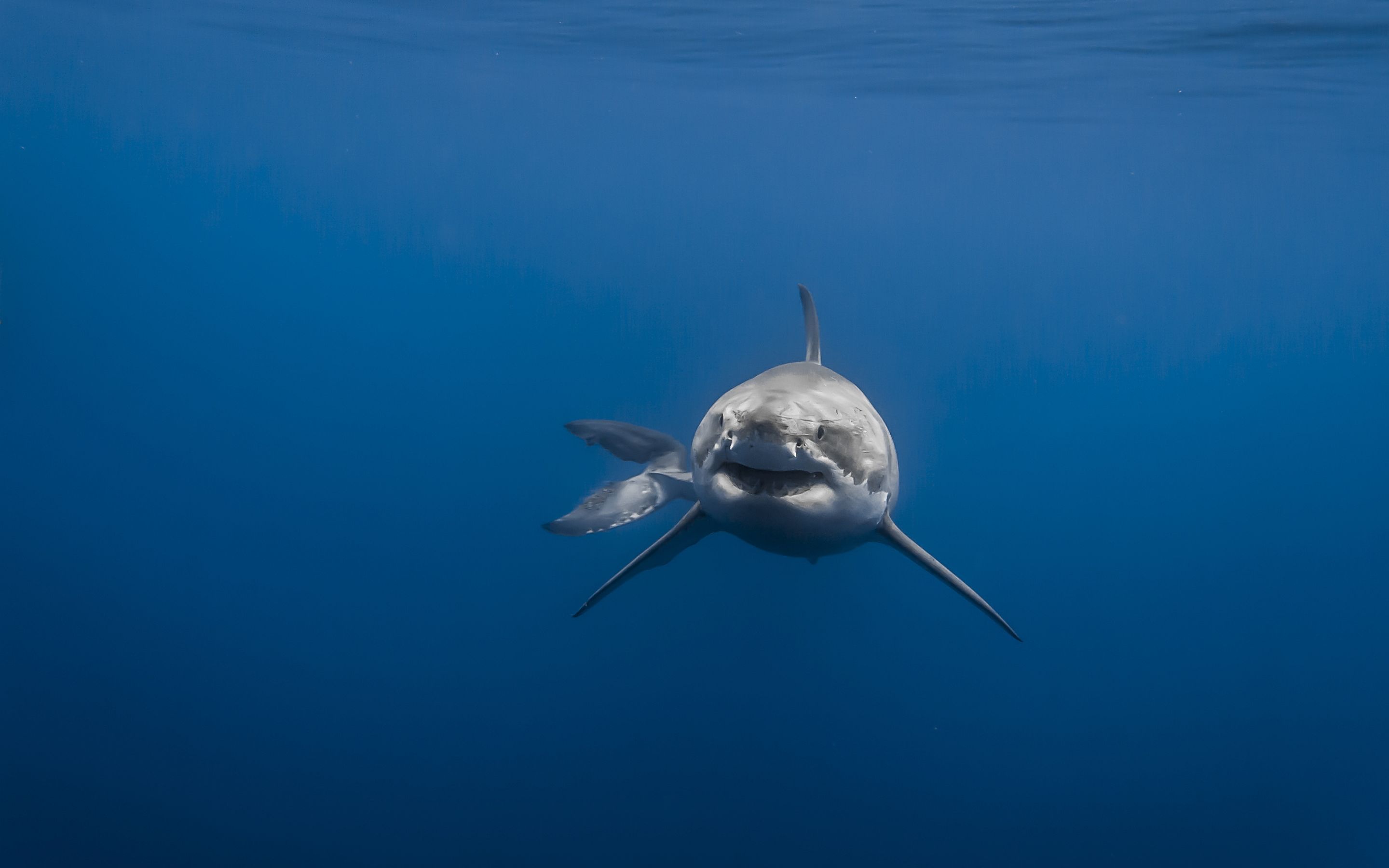 Great White Wallpapers