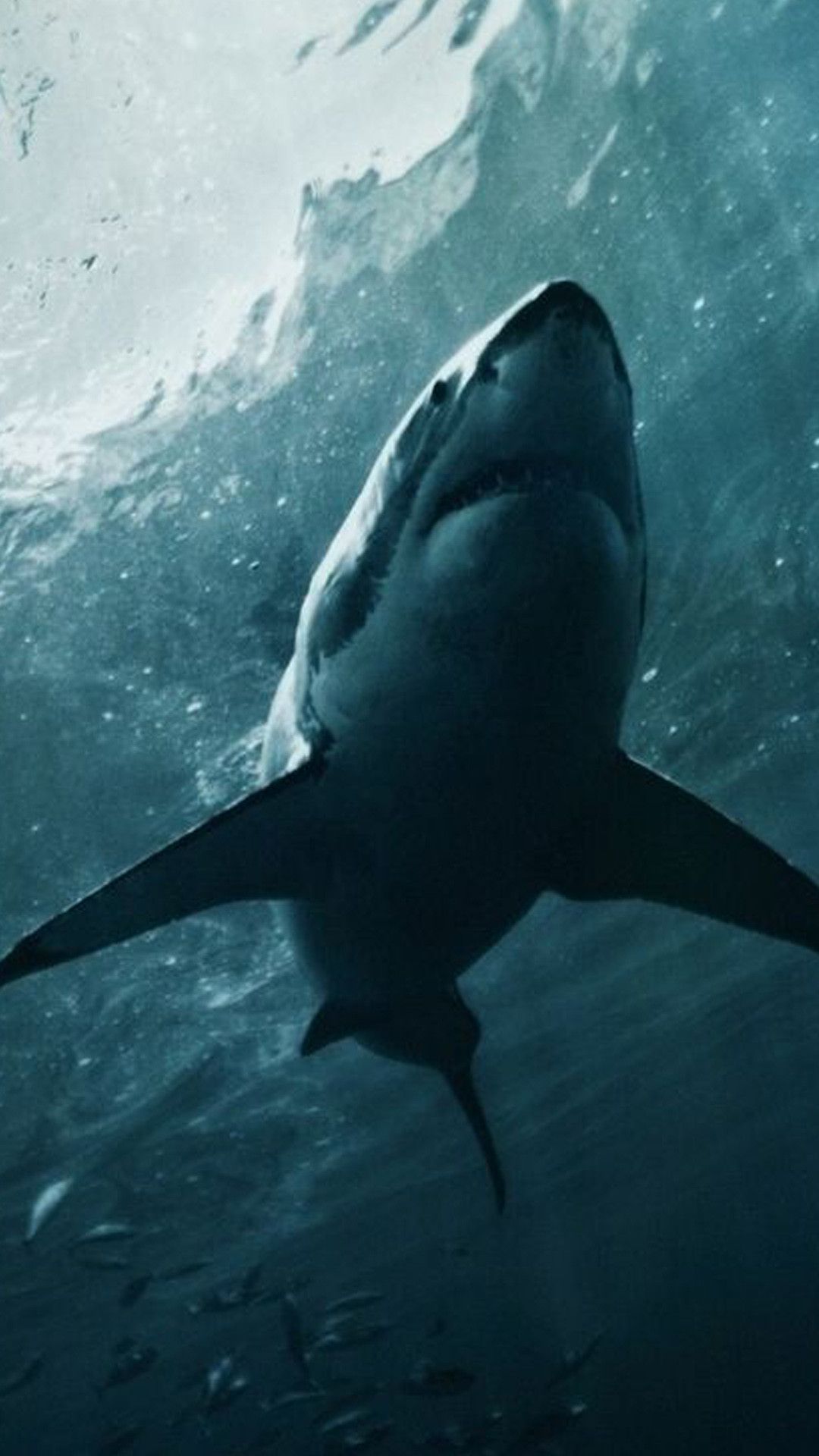 Great White Wallpapers