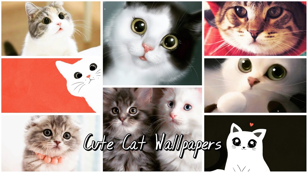 Kittie Wallpapers