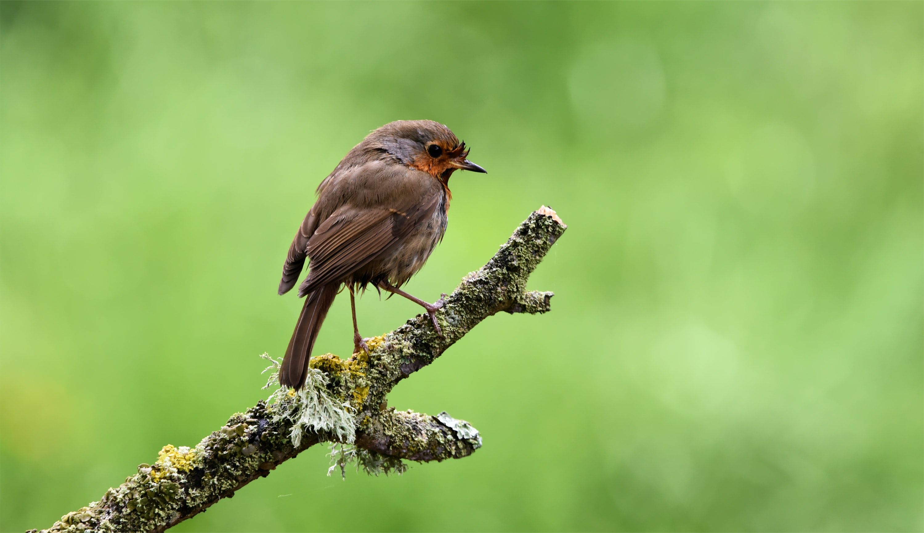 Songbirds Of Pain Wallpapers