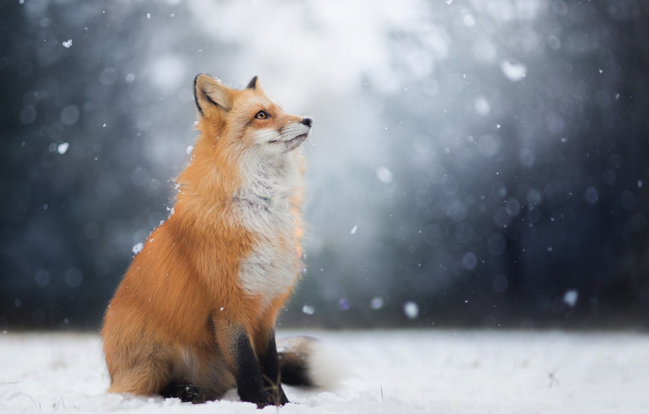 Foxes Wallpapers