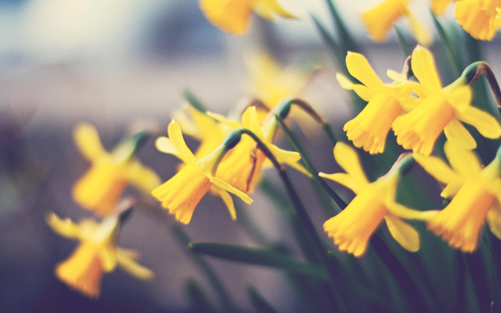 Jonquil Wallpapers