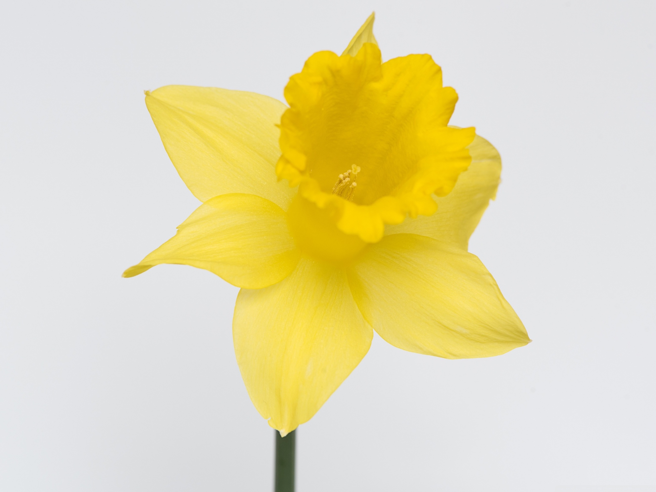 Jonquil Wallpapers