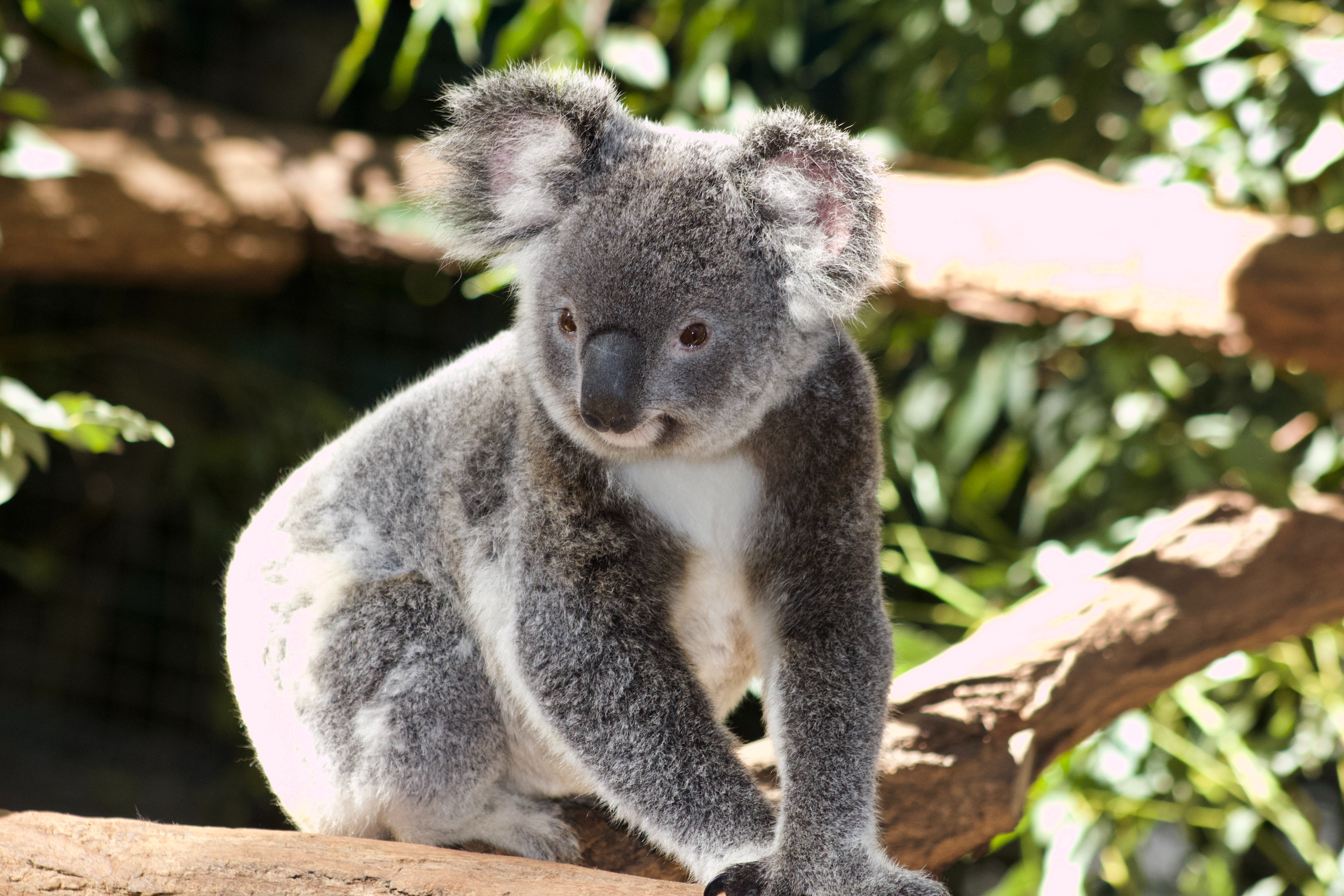 Kid Koala Wallpapers