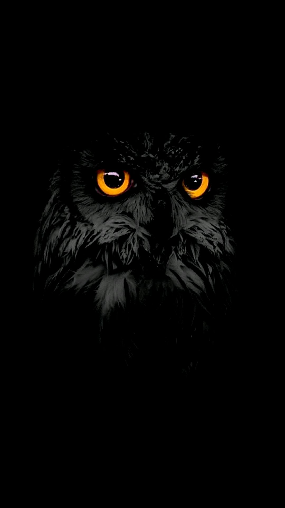 Owl Eyes Wallpapers