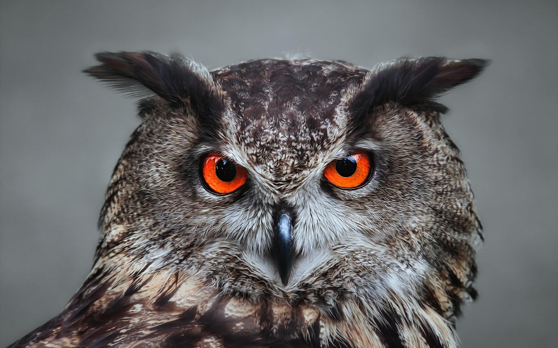 Owl Eyes Wallpapers