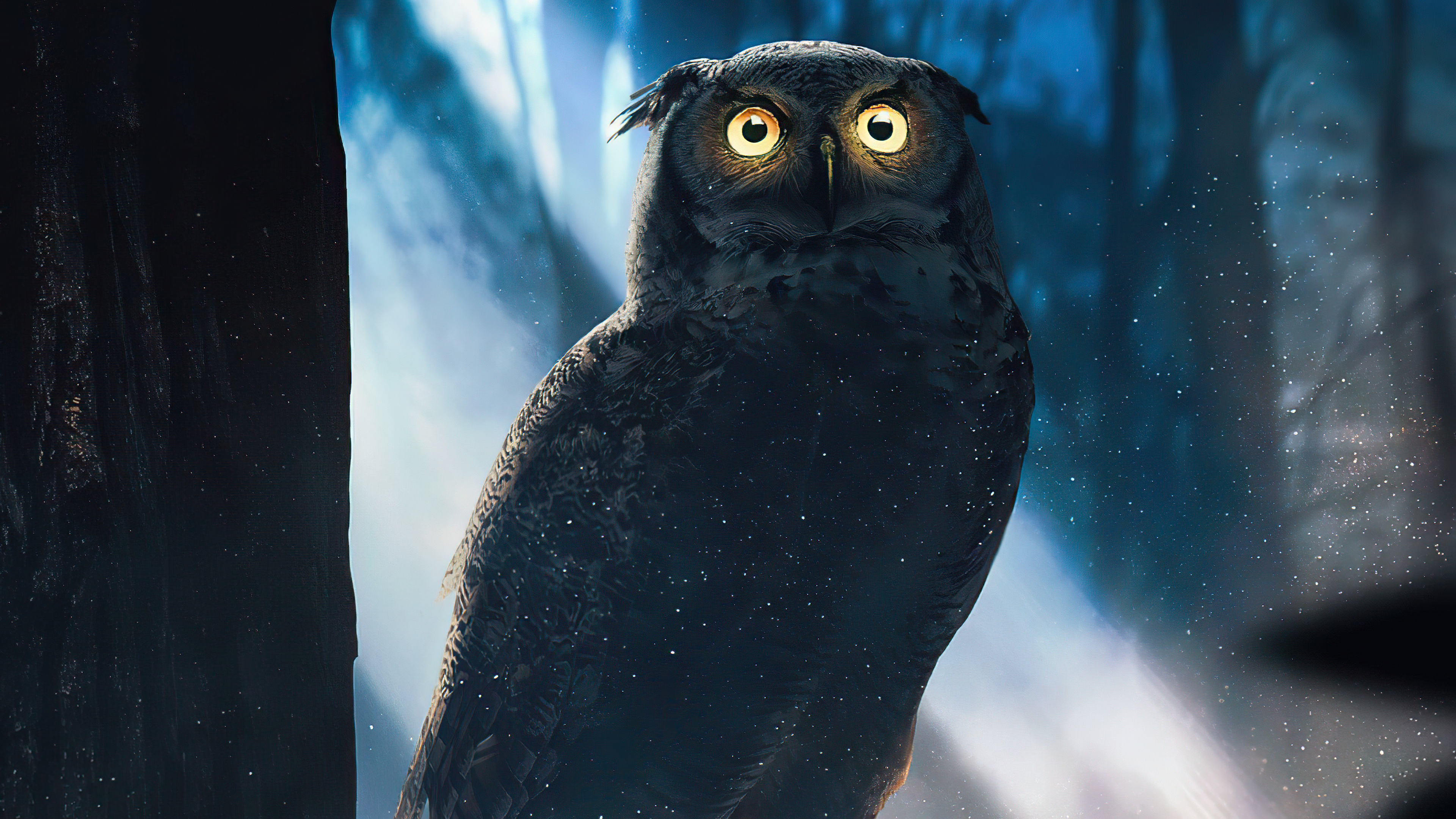 Owl Eyes Wallpapers