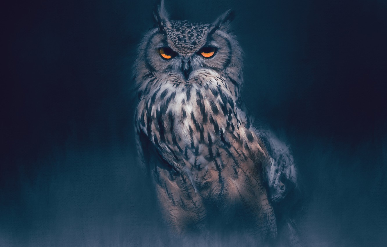 Owl Eyes Wallpapers